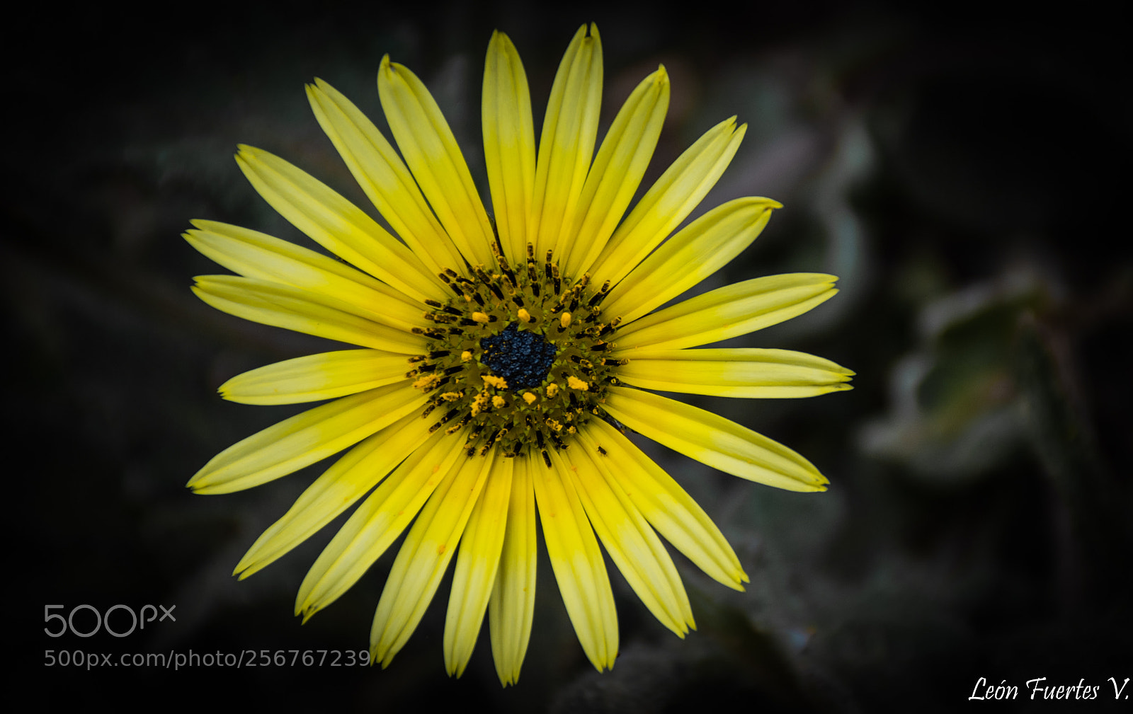 Nikon D7500 sample photo. Tenants in the flower photography