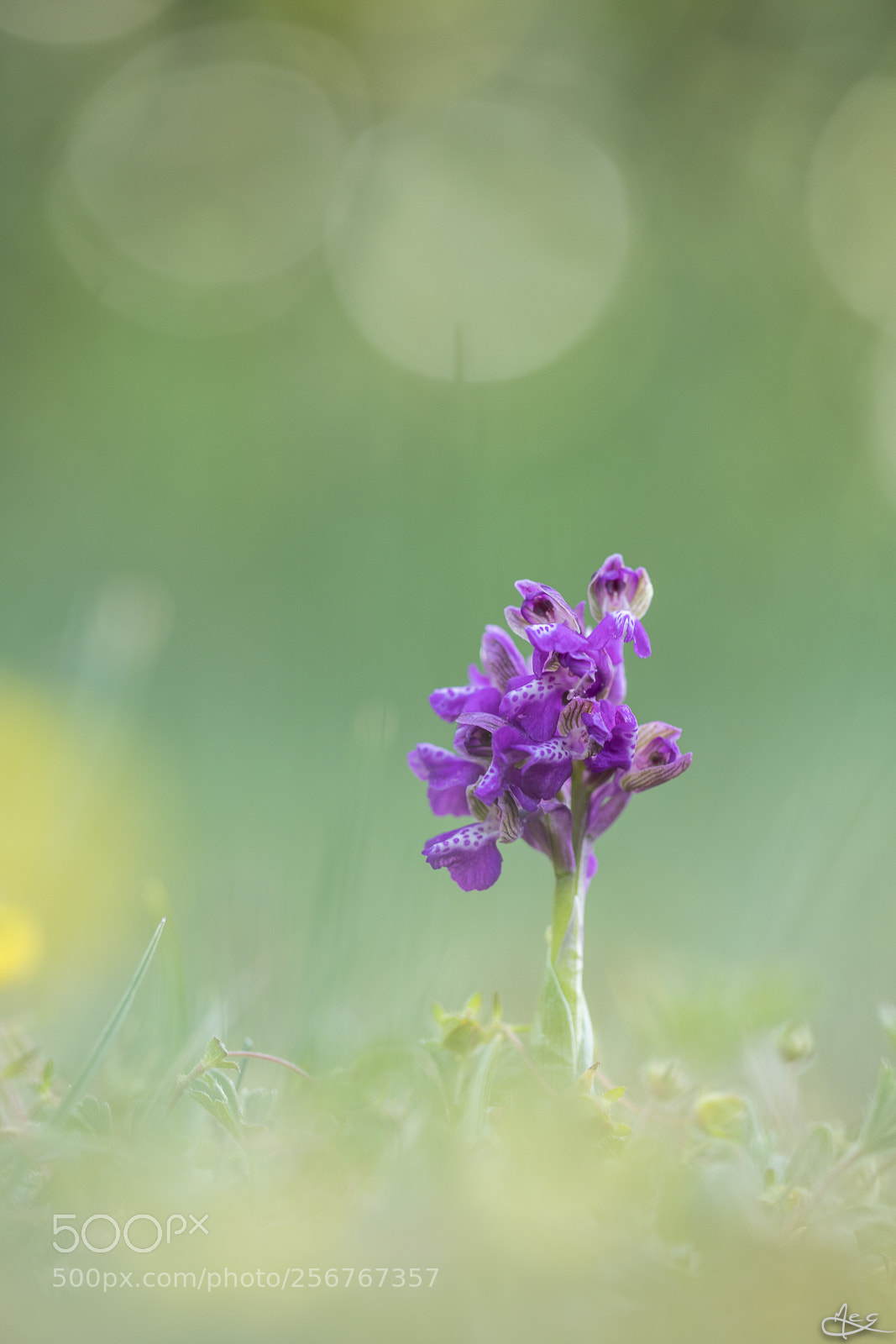 Canon EOS 6D Mark II sample photo. Bouffon ! photography