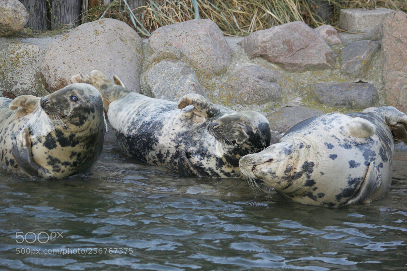 Canon EOS 50D sample photo. Grey seals photography