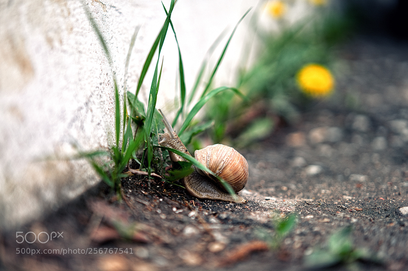 Sony a7R III sample photo. Svl photography