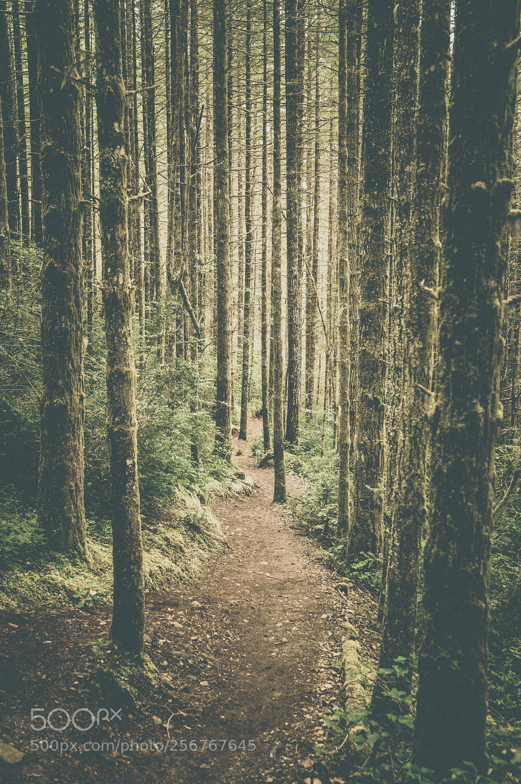 Sony a7 II sample photo. Gold creek trail, green photography