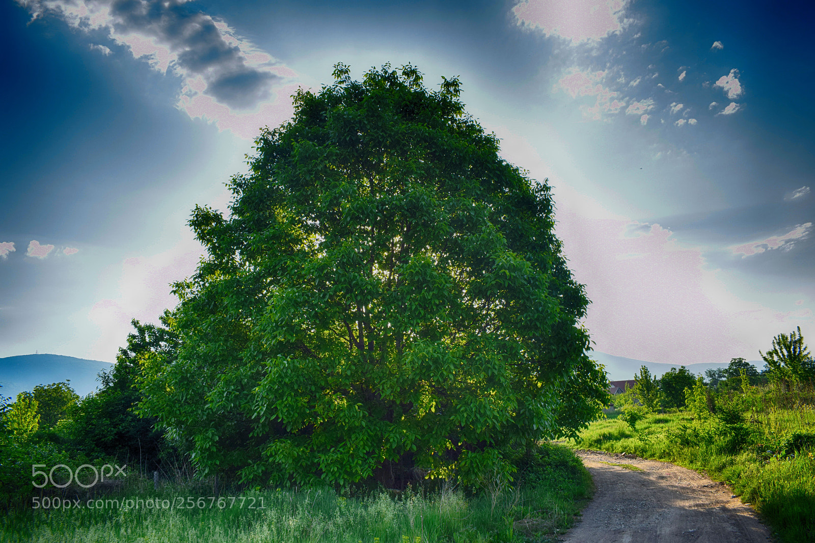 Nikon D3300 sample photo. Nut tree photography