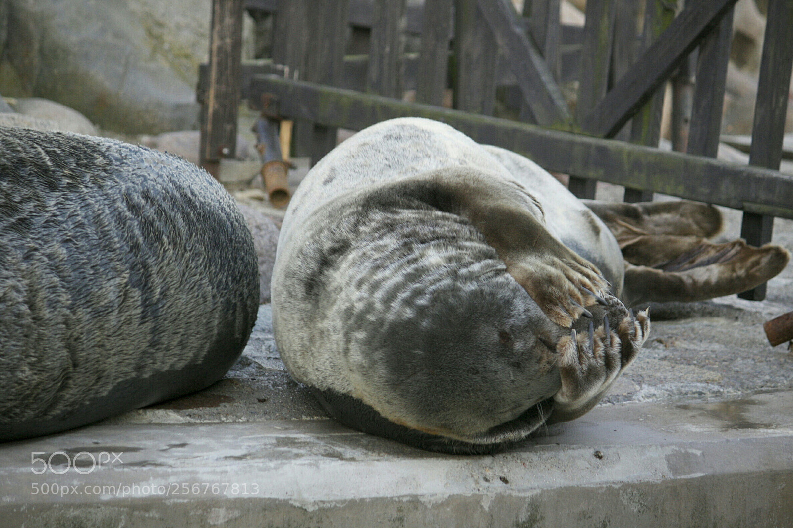 Canon EOS 50D sample photo. Grey seal photography