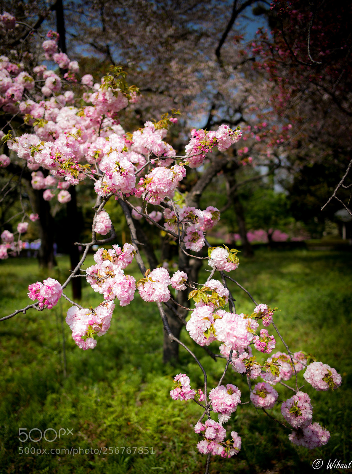 Leica M (Typ 240) sample photo. Prunus lannesiana photography