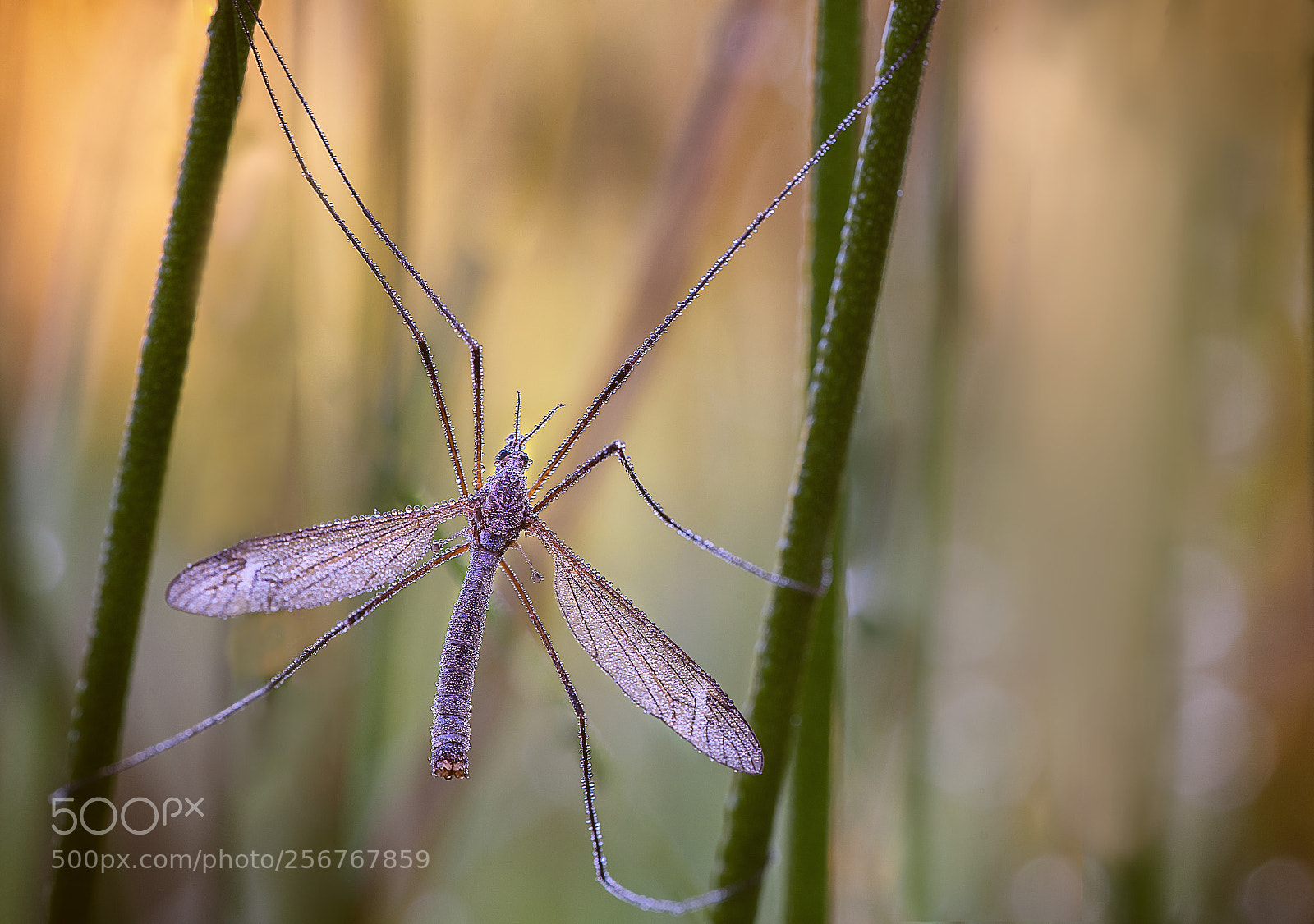 Nikon D750 sample photo. Insect in morning dew ... photography