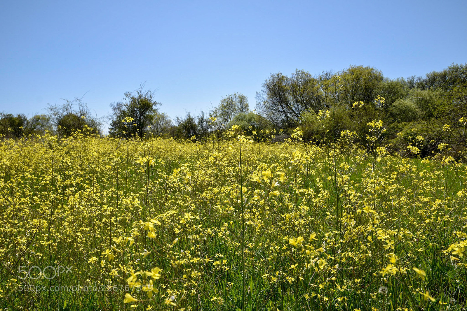 Nikon D3300 sample photo. Spring and yellow wildflowers photography