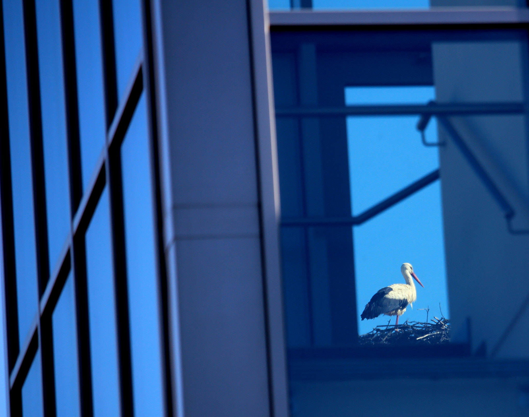 Canon EF-S 55-250mm F4-5.6 IS STM sample photo