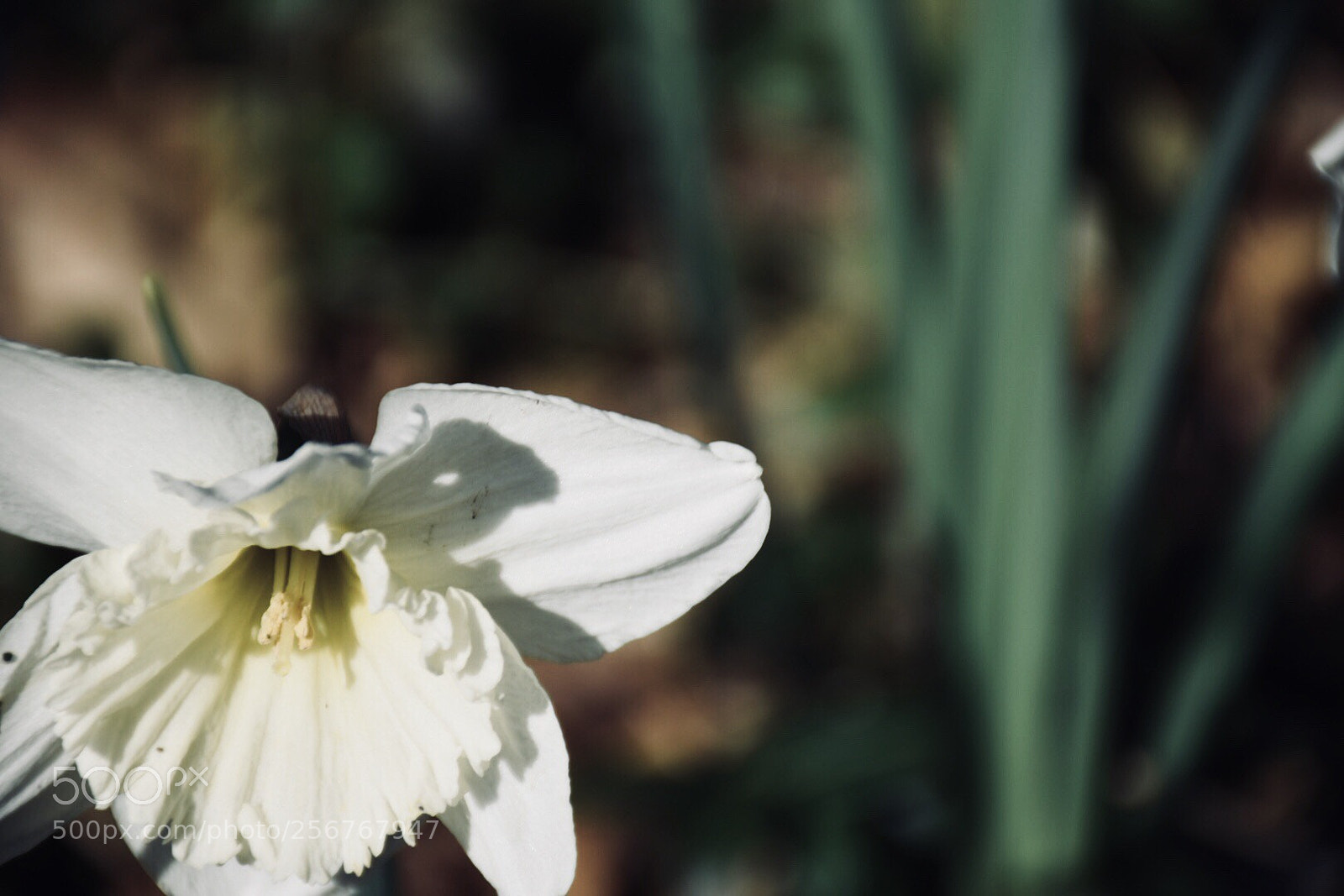 Nikon D7200 sample photo. White flower photography