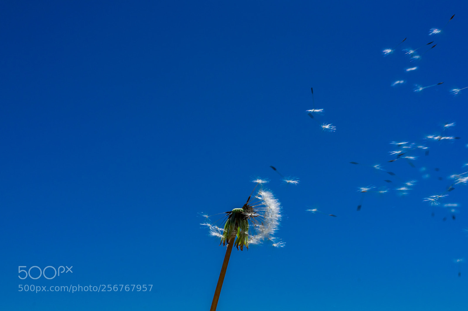 Sony a7 sample photo. Flying dandelion seeds photography