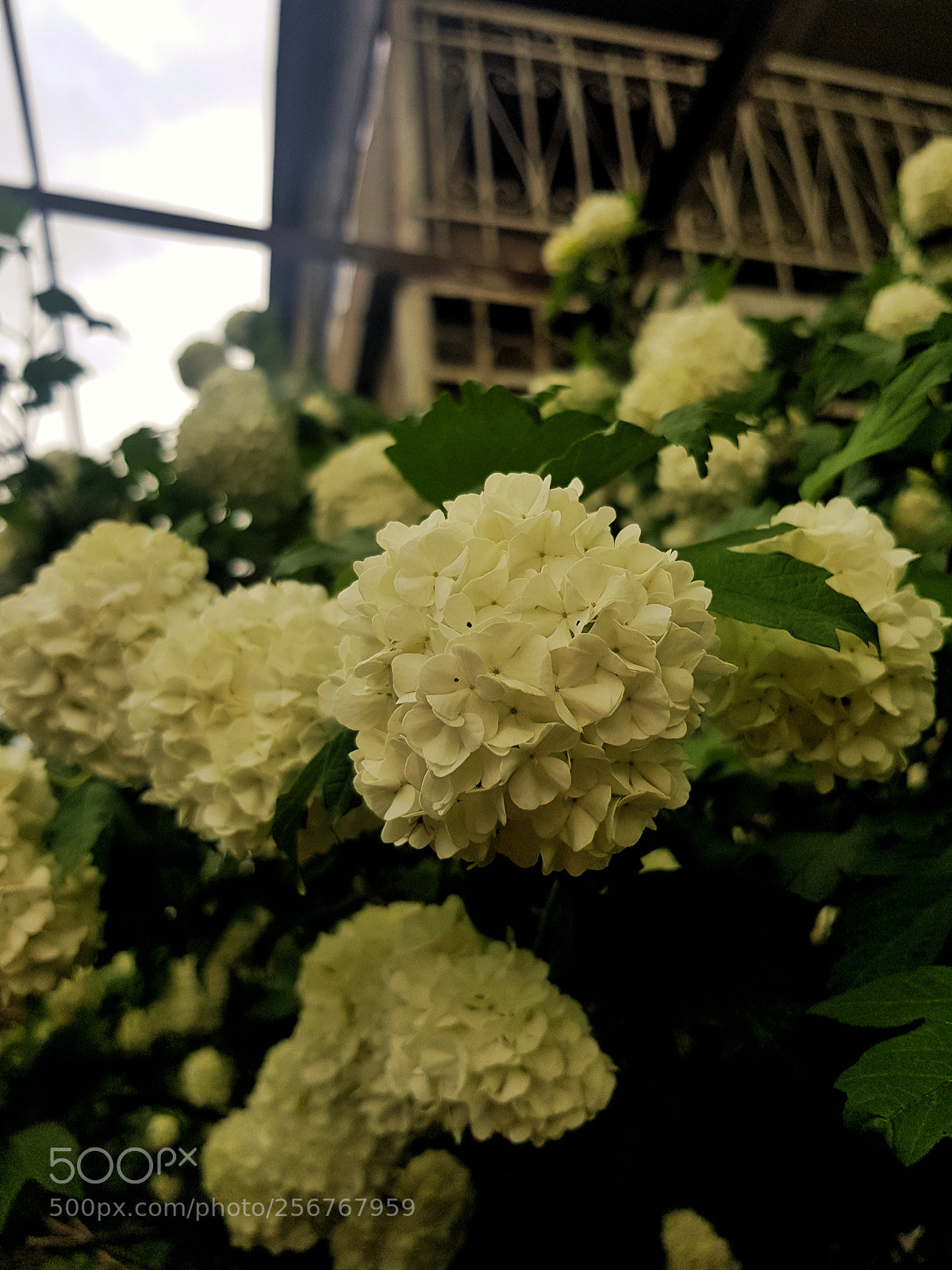 Samsung Galaxy S8 sample photo. Untitled photography