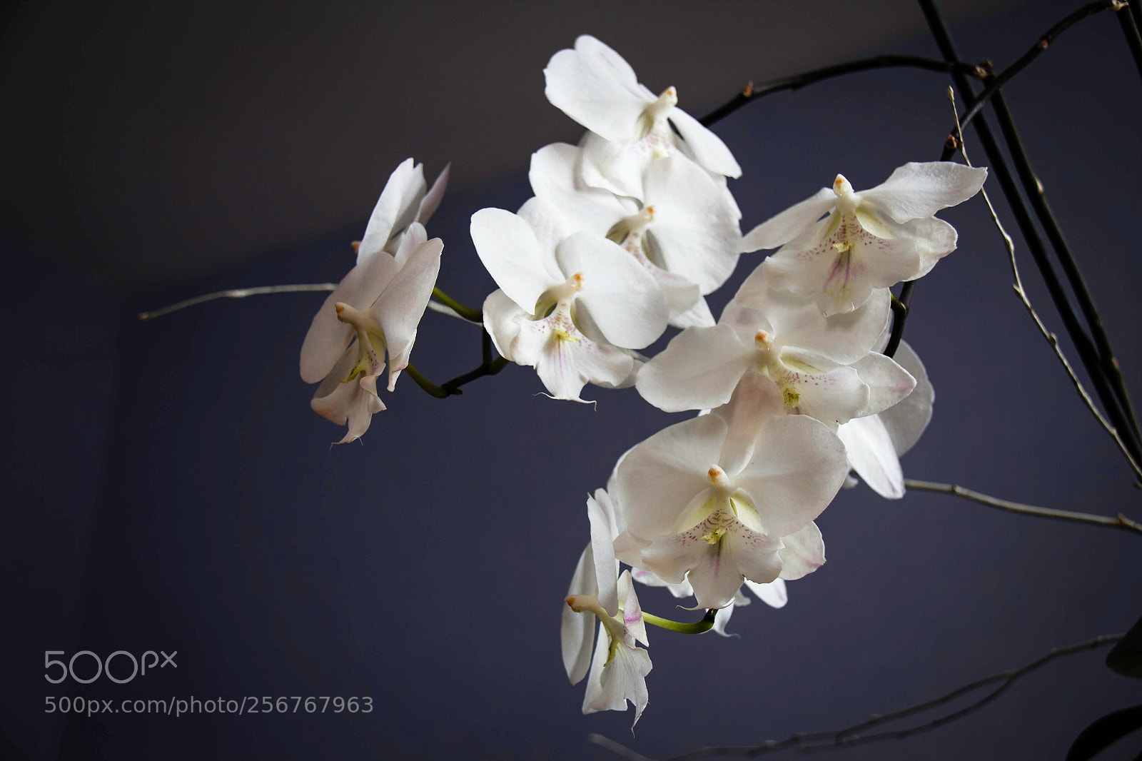 Canon EOS 60D sample photo. Façon de dire photography