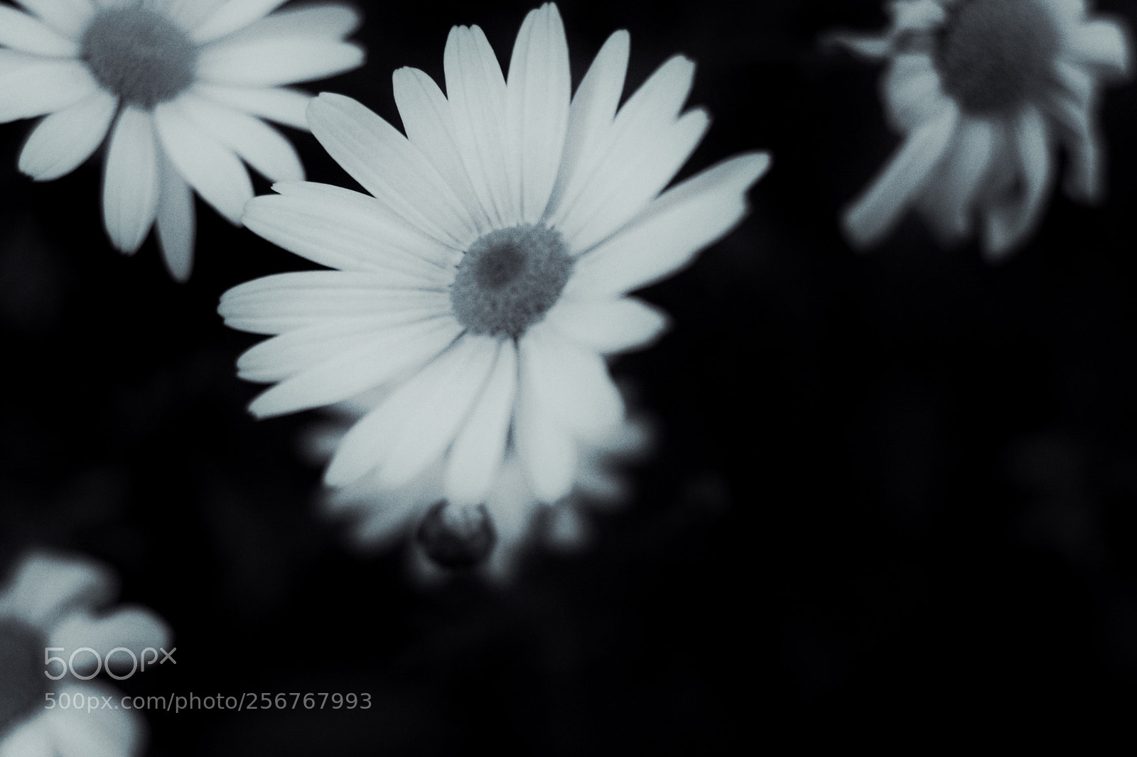 Canon EOS 80D sample photo. Untitled photography