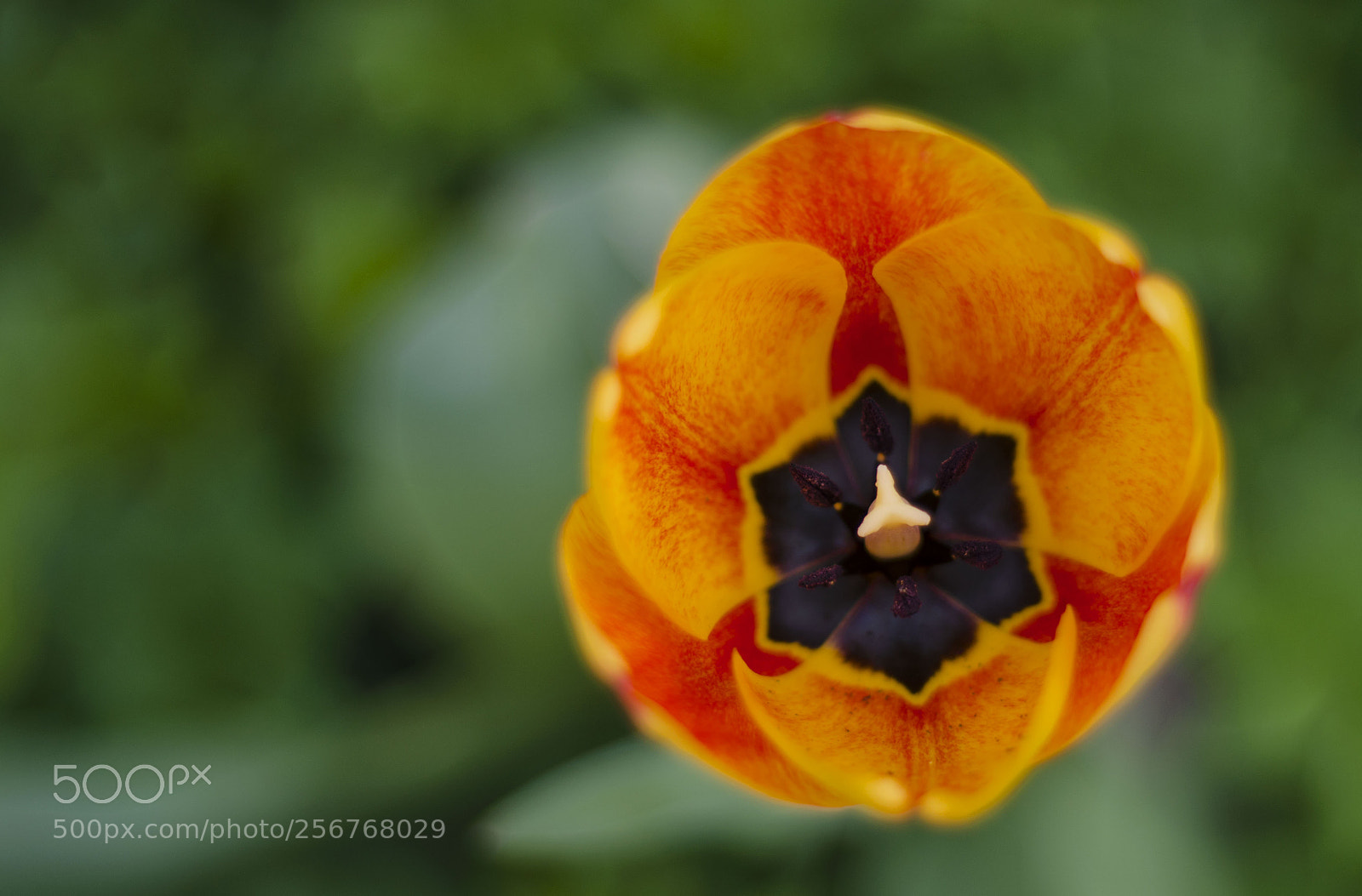 Nikon D7000 sample photo. Tulip photography