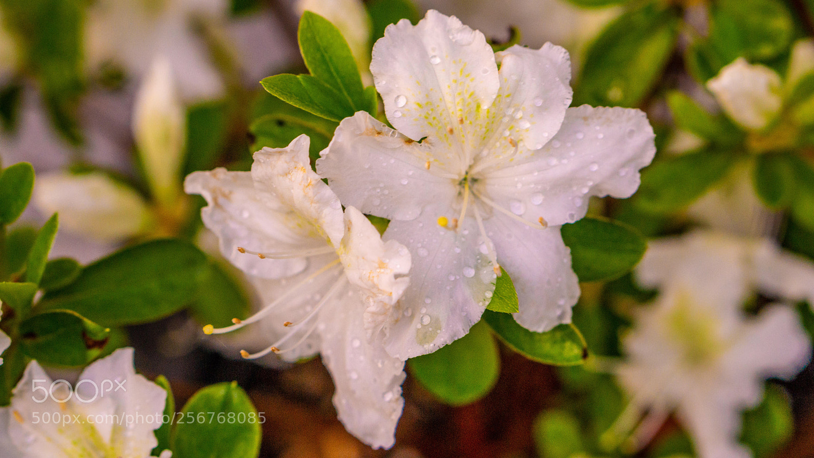 Sony a6000 sample photo. Blumen  photography