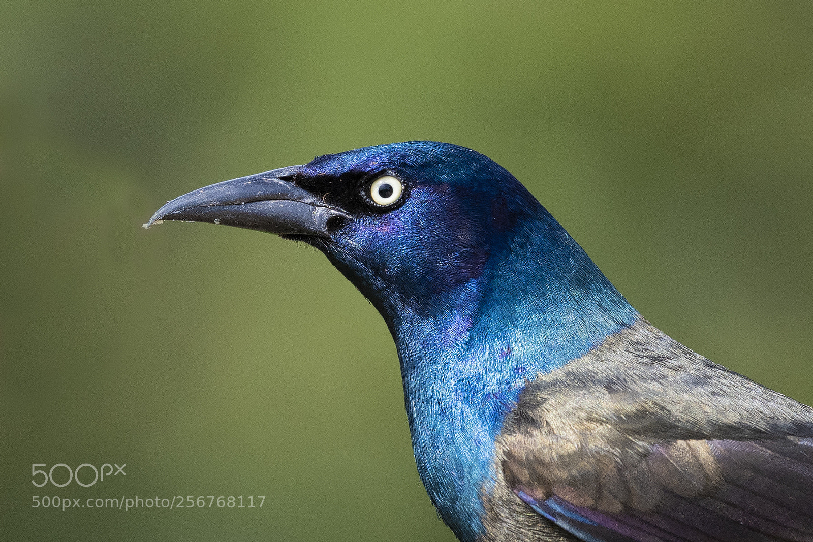 Nikon D850 sample photo. Commom grackle photography