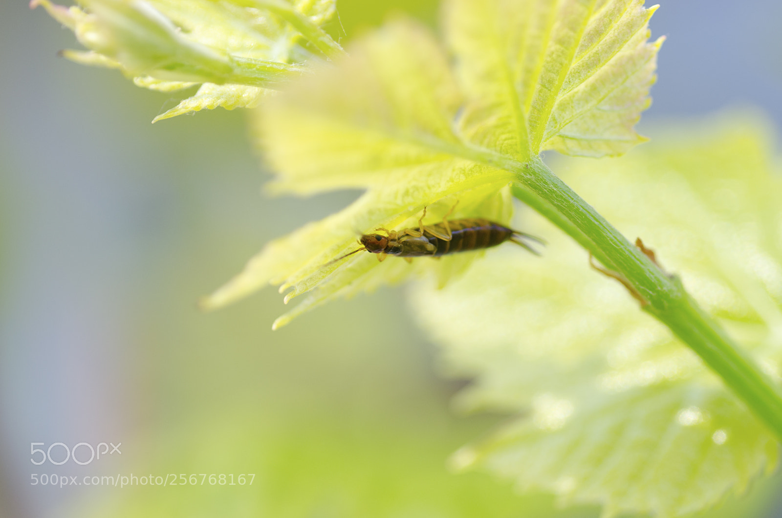 Nikon D7000 sample photo. Earwig photography