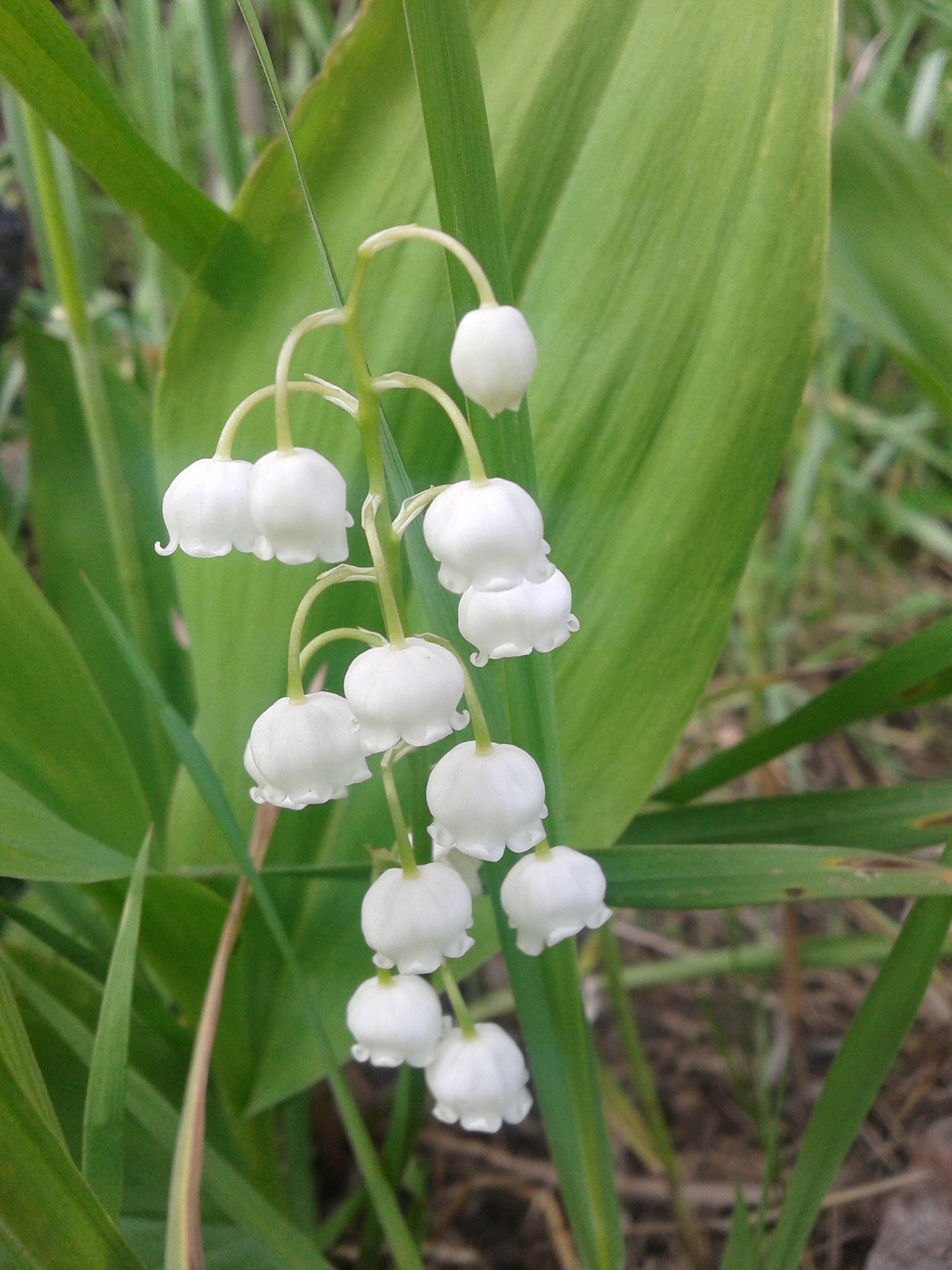 Samsung Galaxy Fit sample photo. 2017-06-03 14.11.59.jpg photography