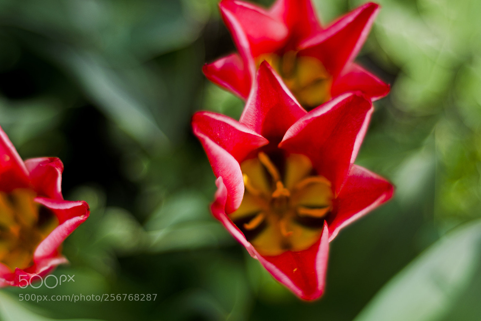 Nikon D7000 sample photo. Tulip photography