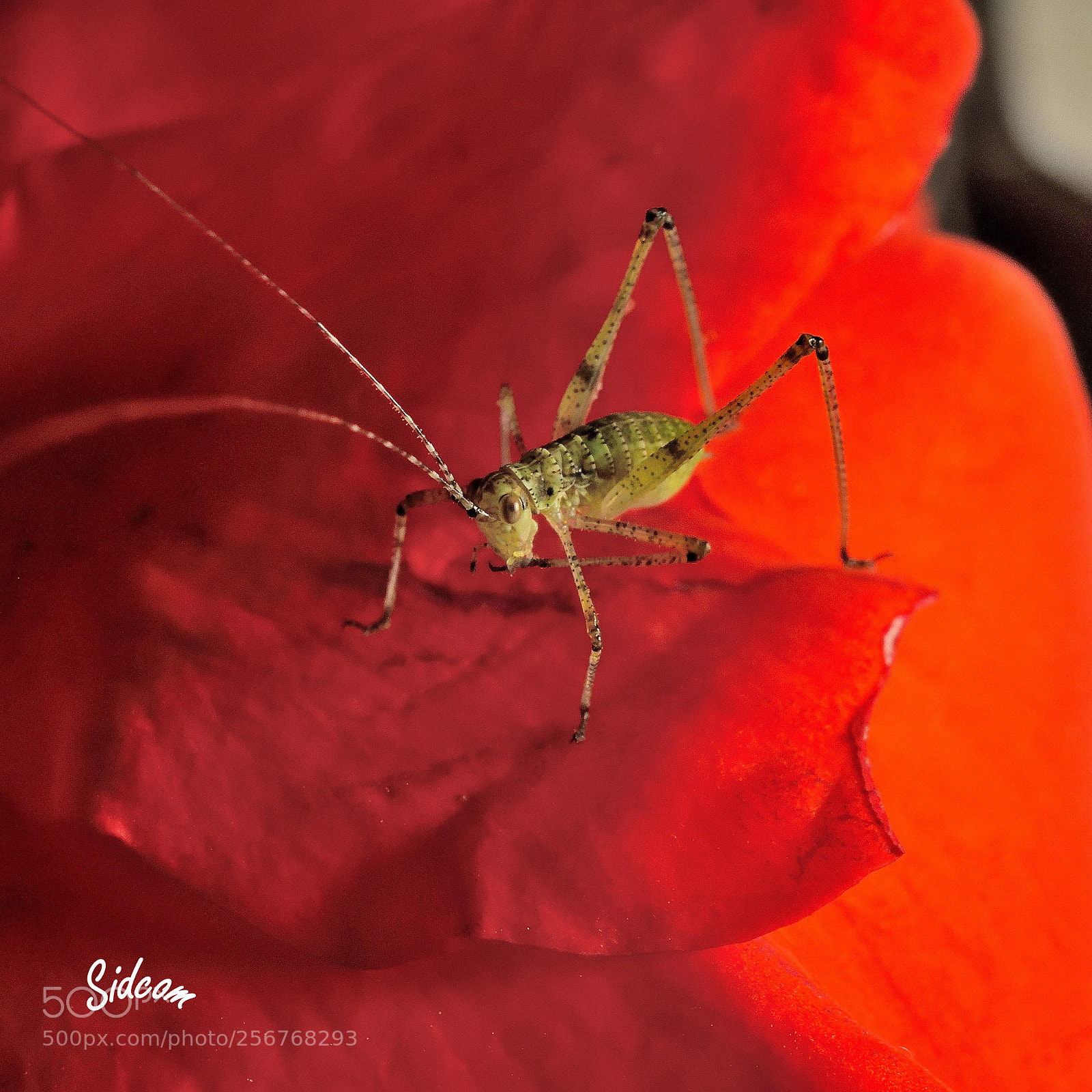 Nikon D3300 sample photo. Grasshopper on a blooming photography