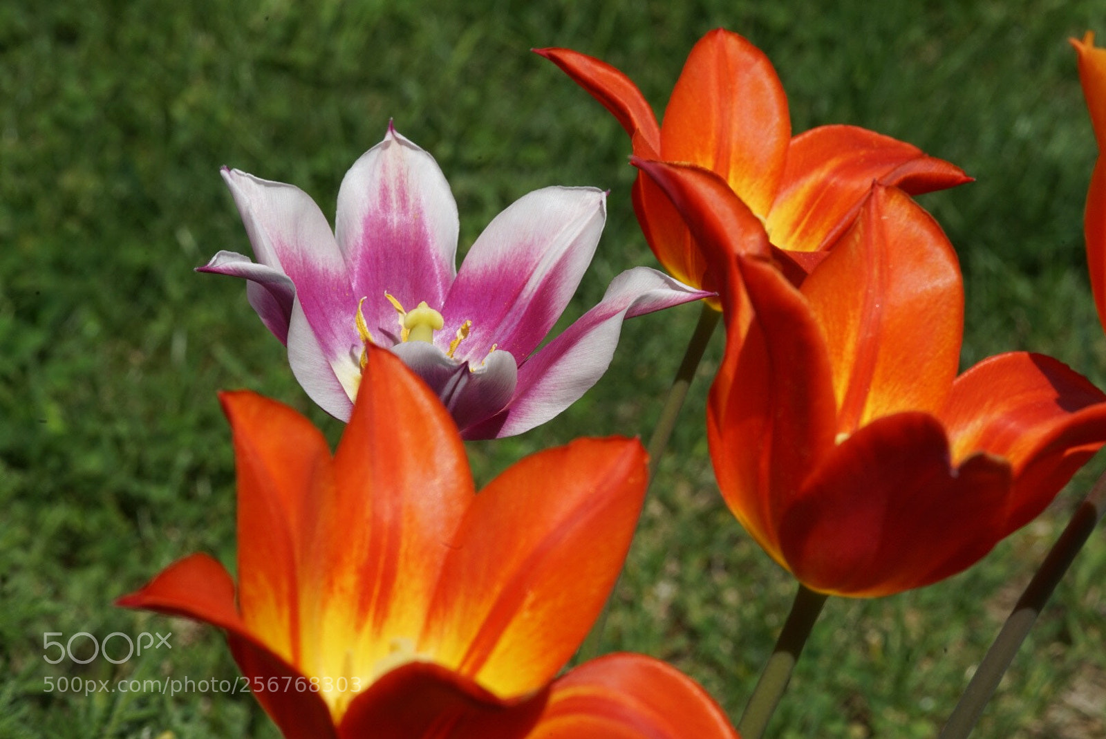 Sony a7 II sample photo. Flower power  photography