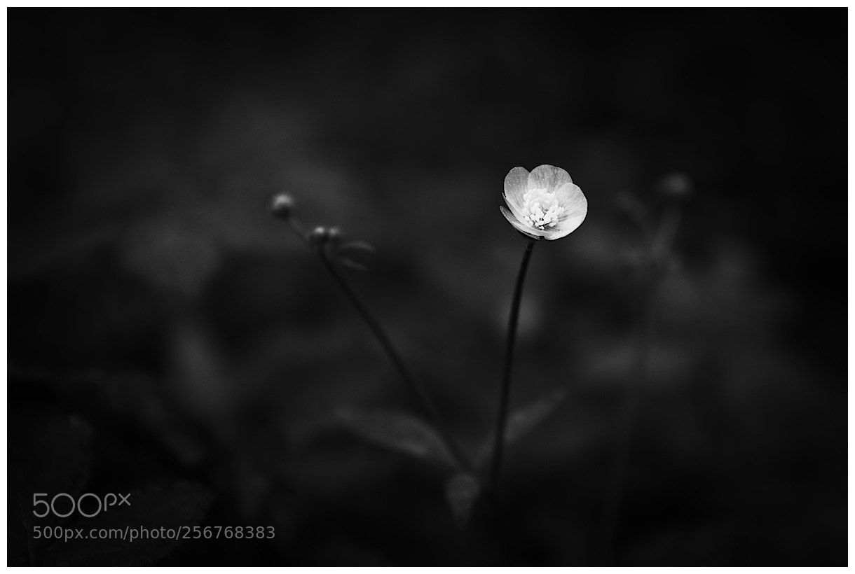 Pentax K-70 sample photo. Flower ii. photography