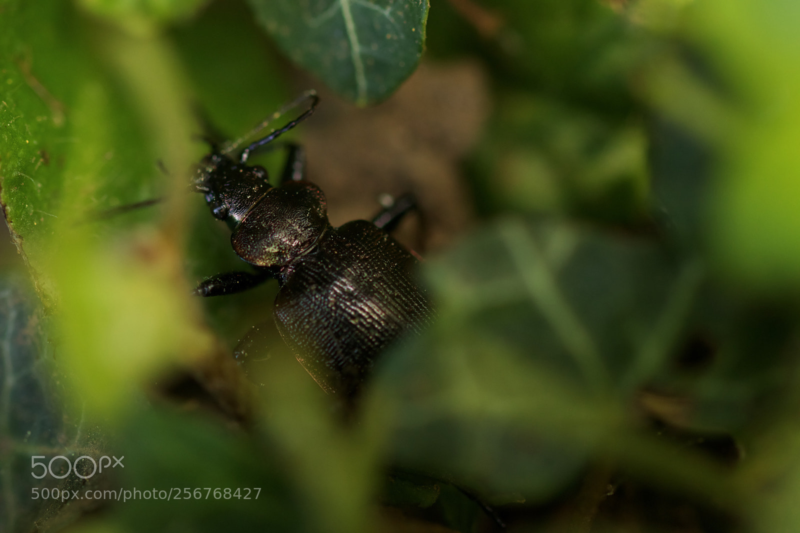 Canon EOS 77D (EOS 9000D / EOS 770D) sample photo. New meeting ii photography