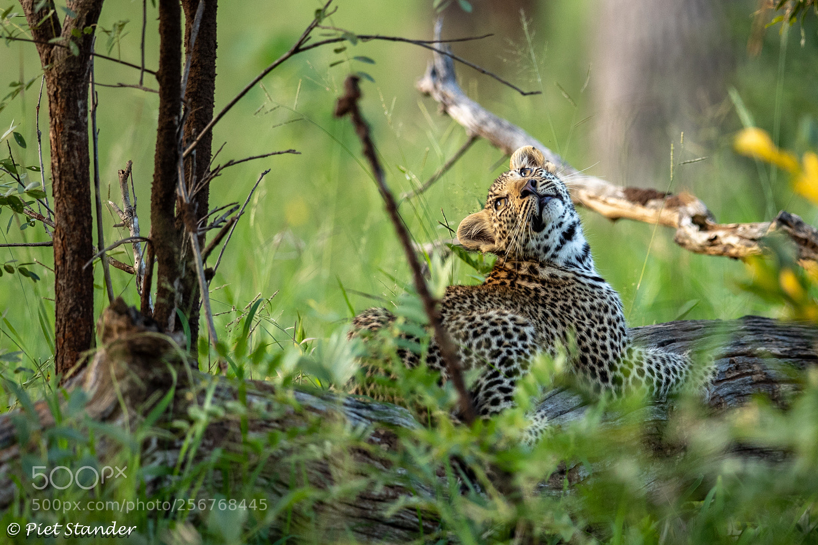 Canon EOS-1D X Mark II sample photo. Leopard photography