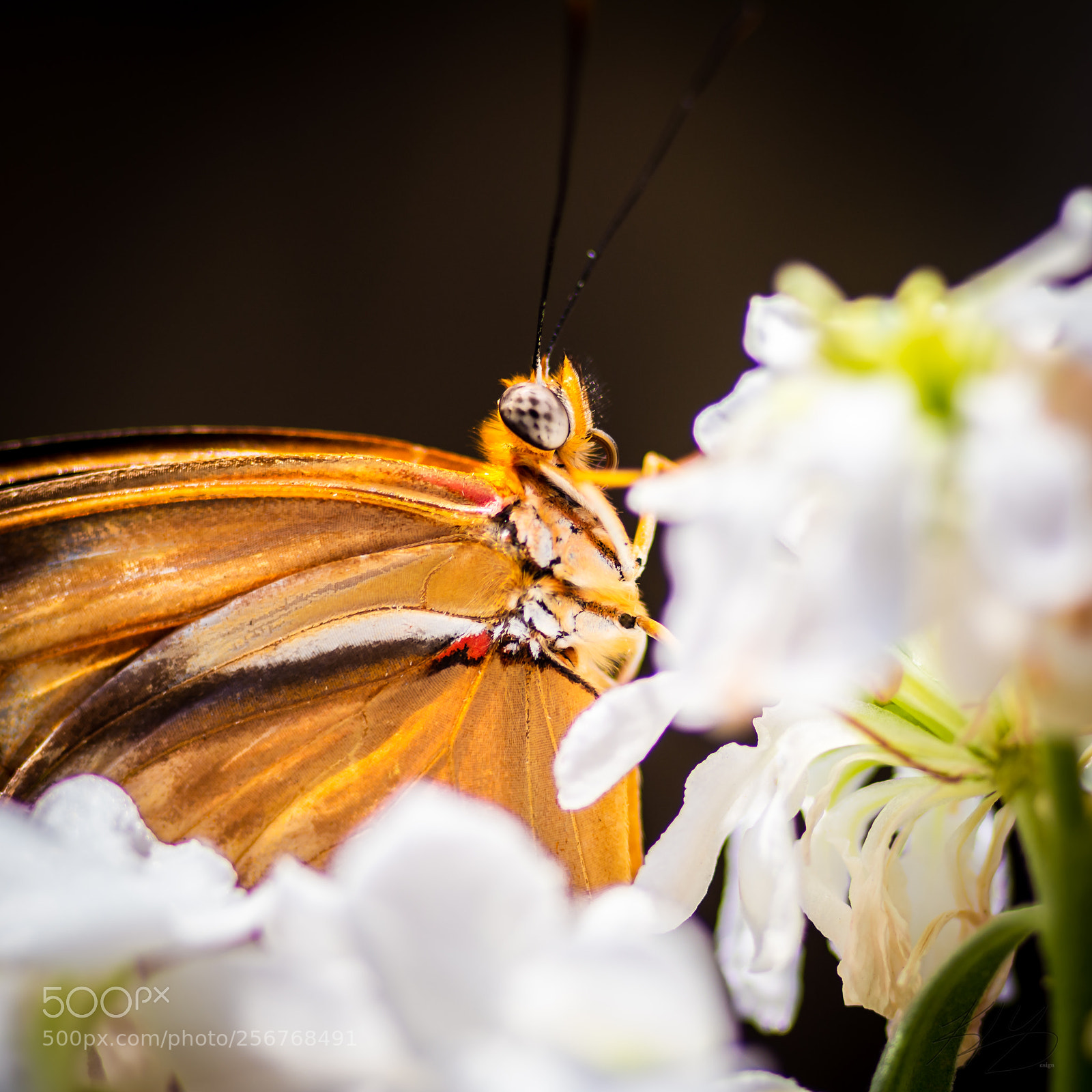 Nikon D7100 sample photo. Life with butterflies photography