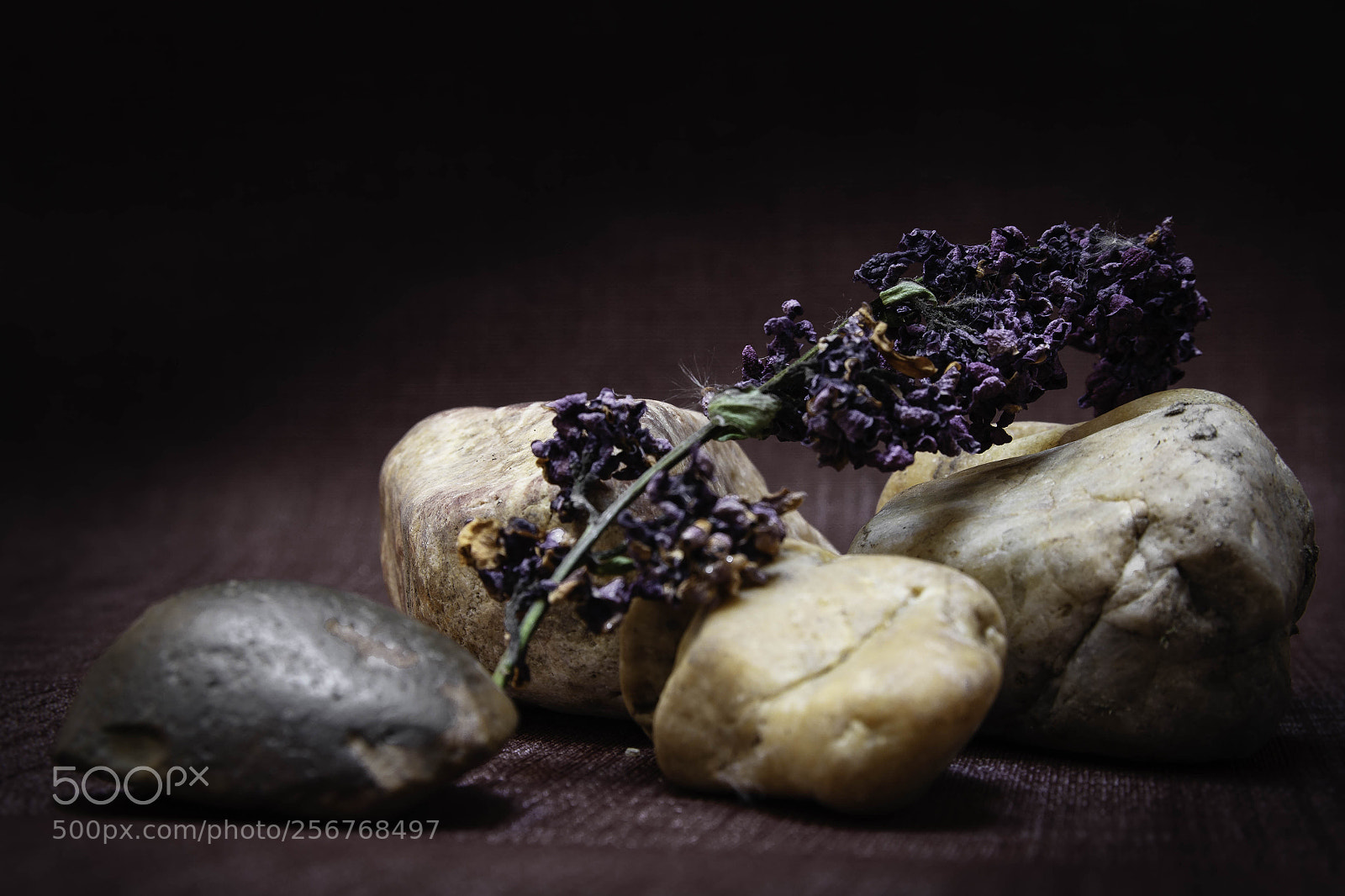 Canon EOS 60D sample photo. Nature morte tst photography