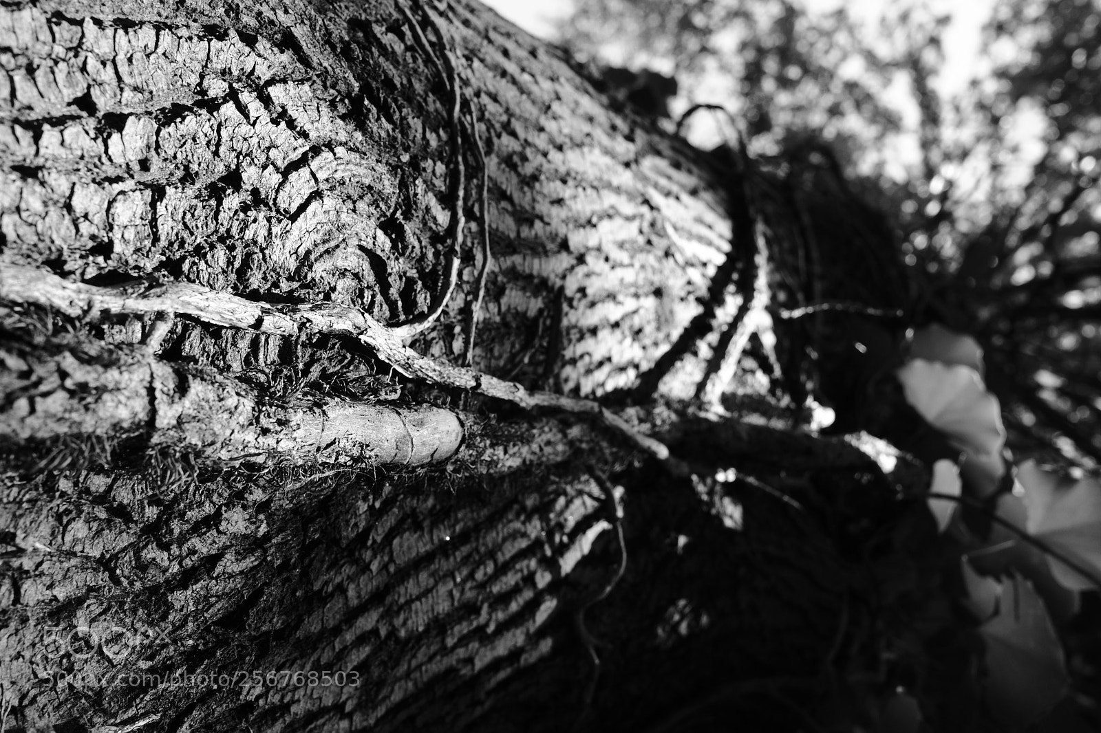 Fujifilm X-T2 sample photo. Bark photography