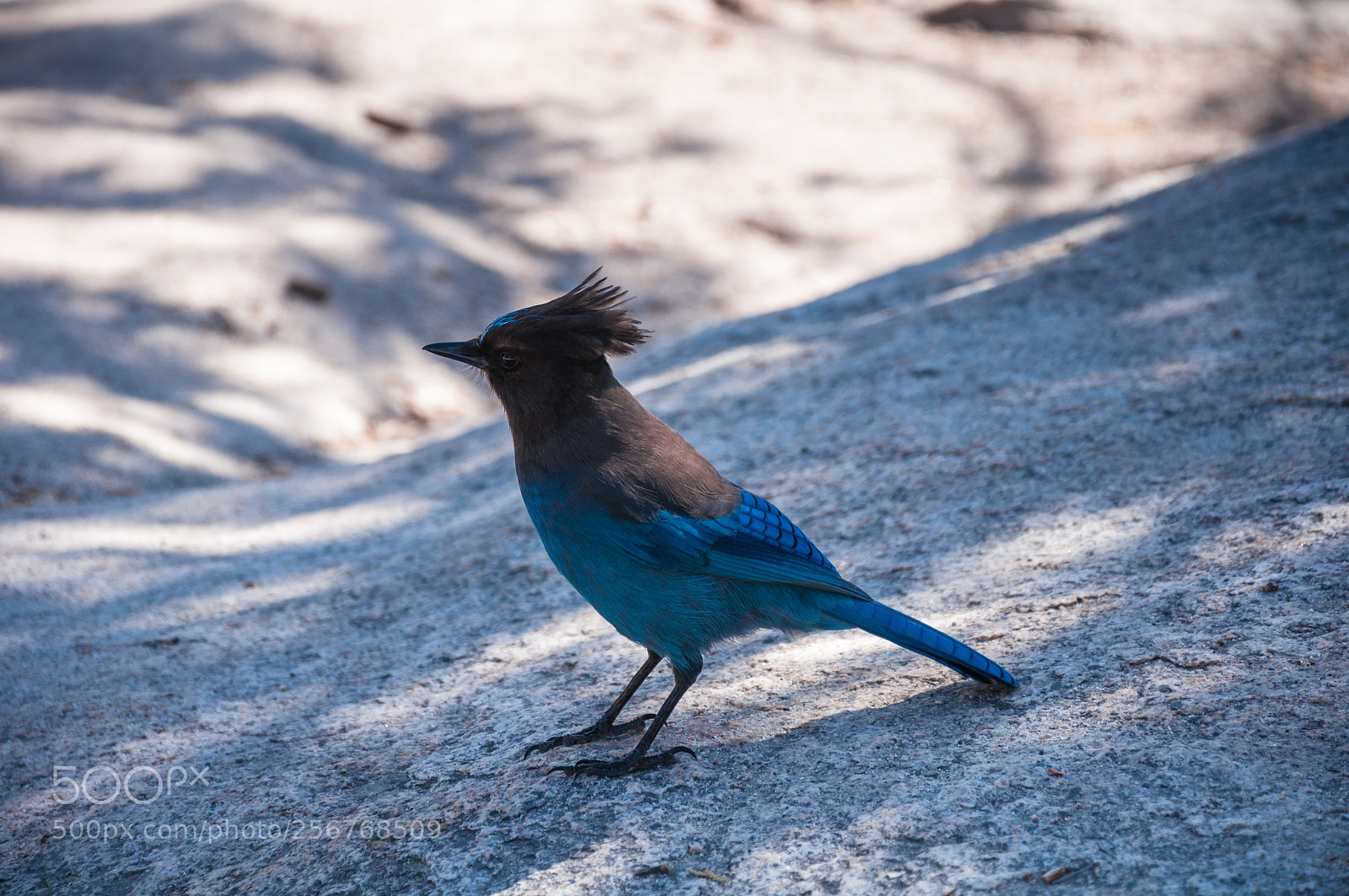 Nikon D90 sample photo. Blue jay photography