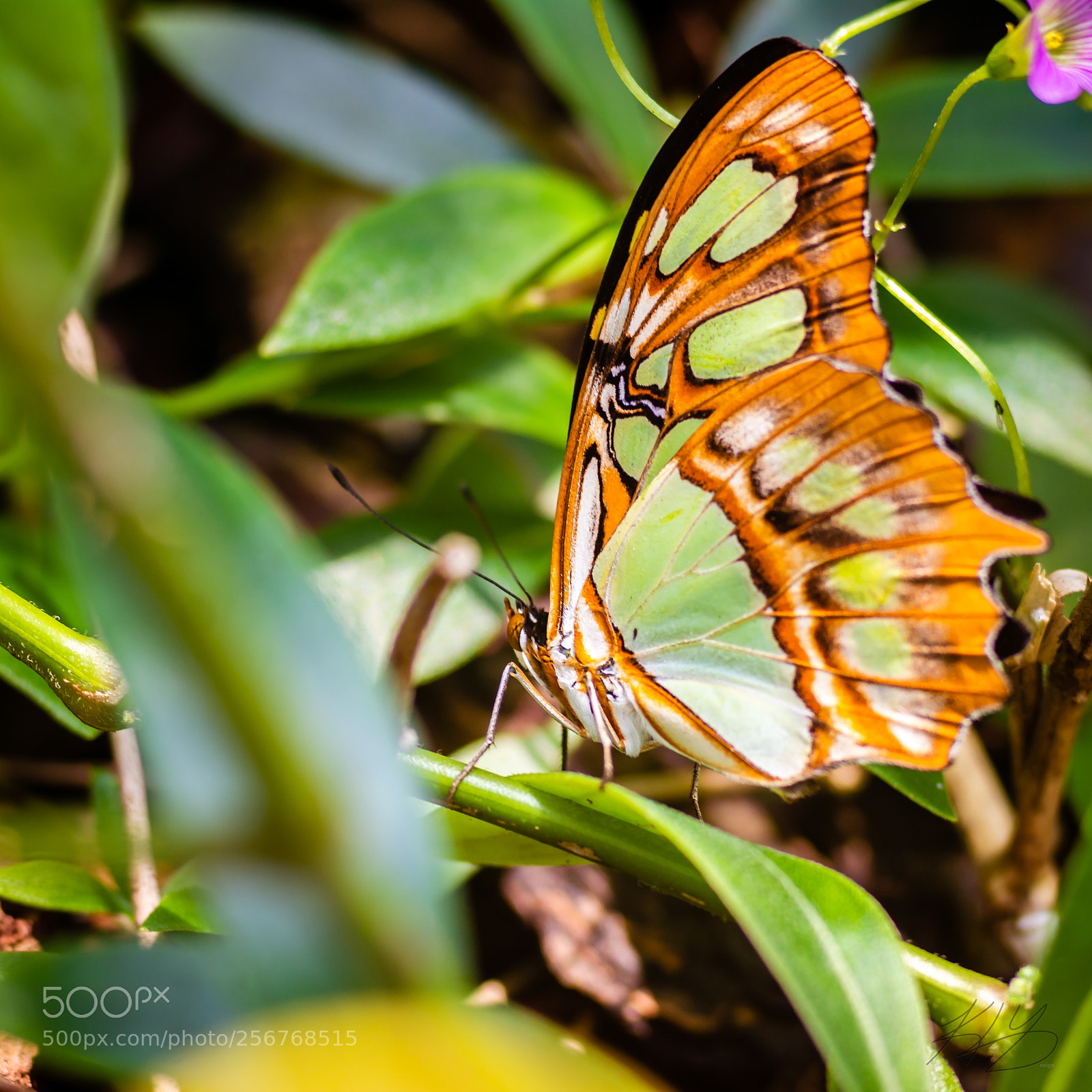 Nikon D7100 sample photo. Life with butterflies photography