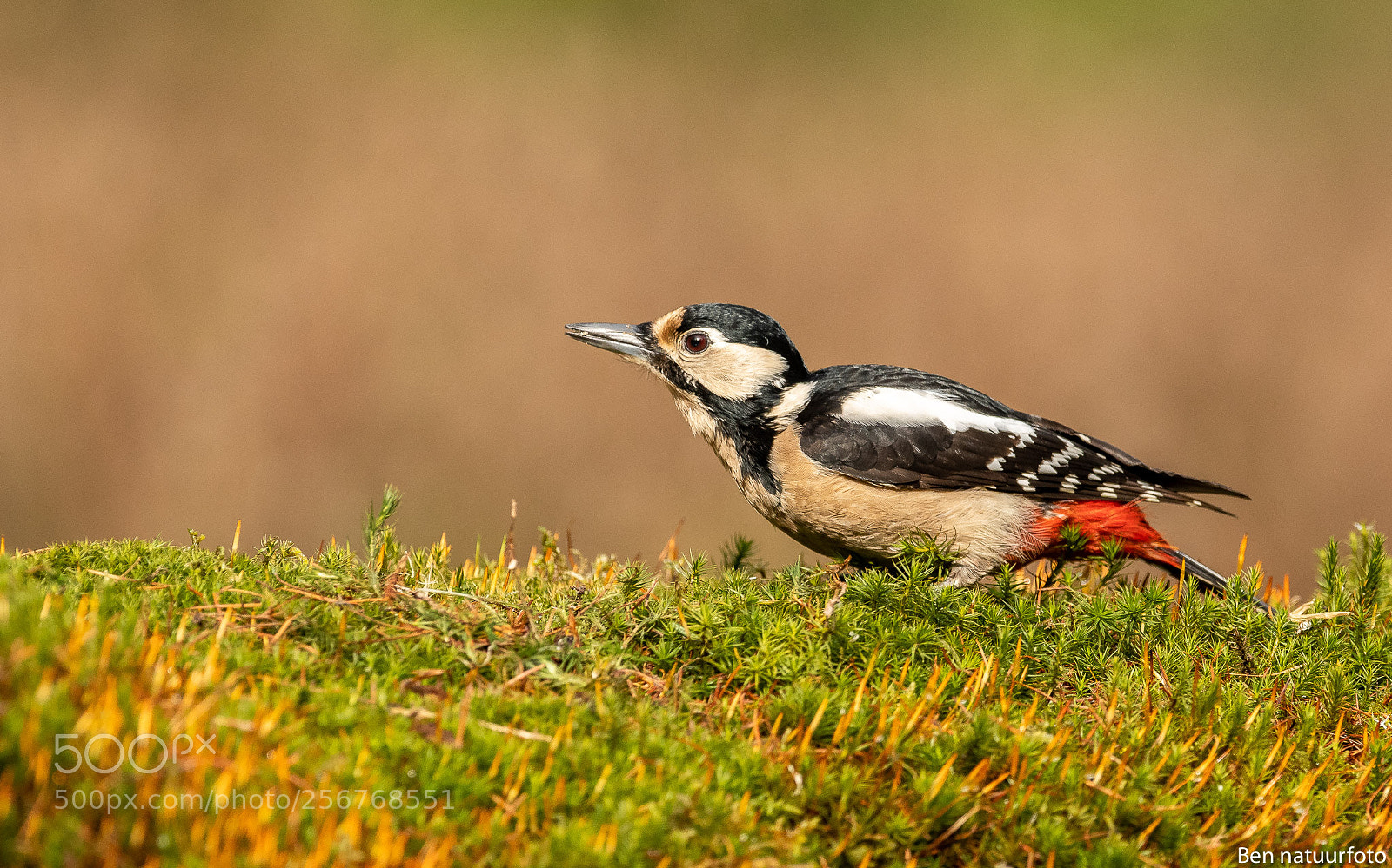 Nikon D500 sample photo. Great spotted woodpecker photography