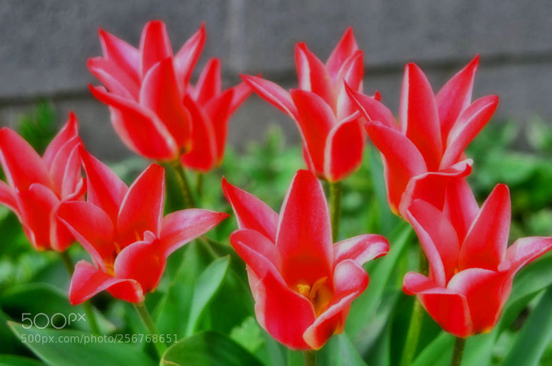 Nikon D7000 sample photo. Tulip photography