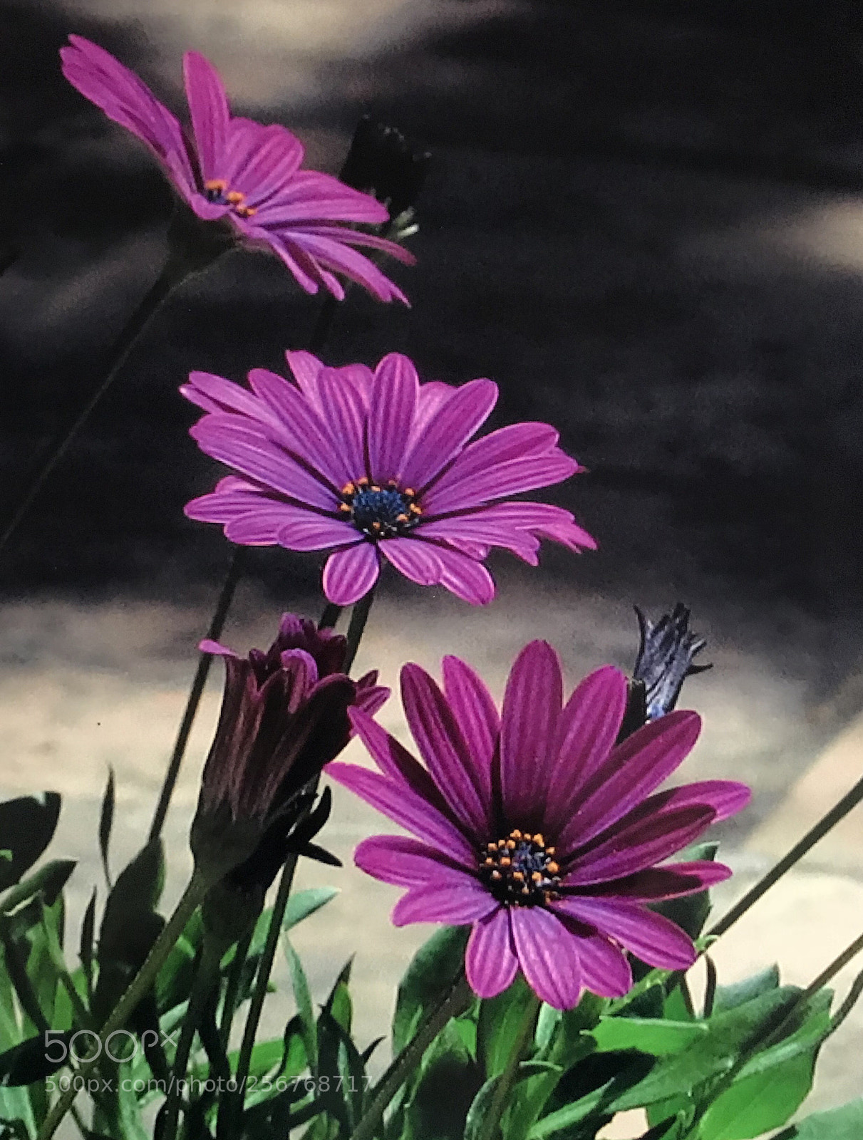 Apple iPhone 7 Plus sample photo. Freeway daisy, santa barbara photography