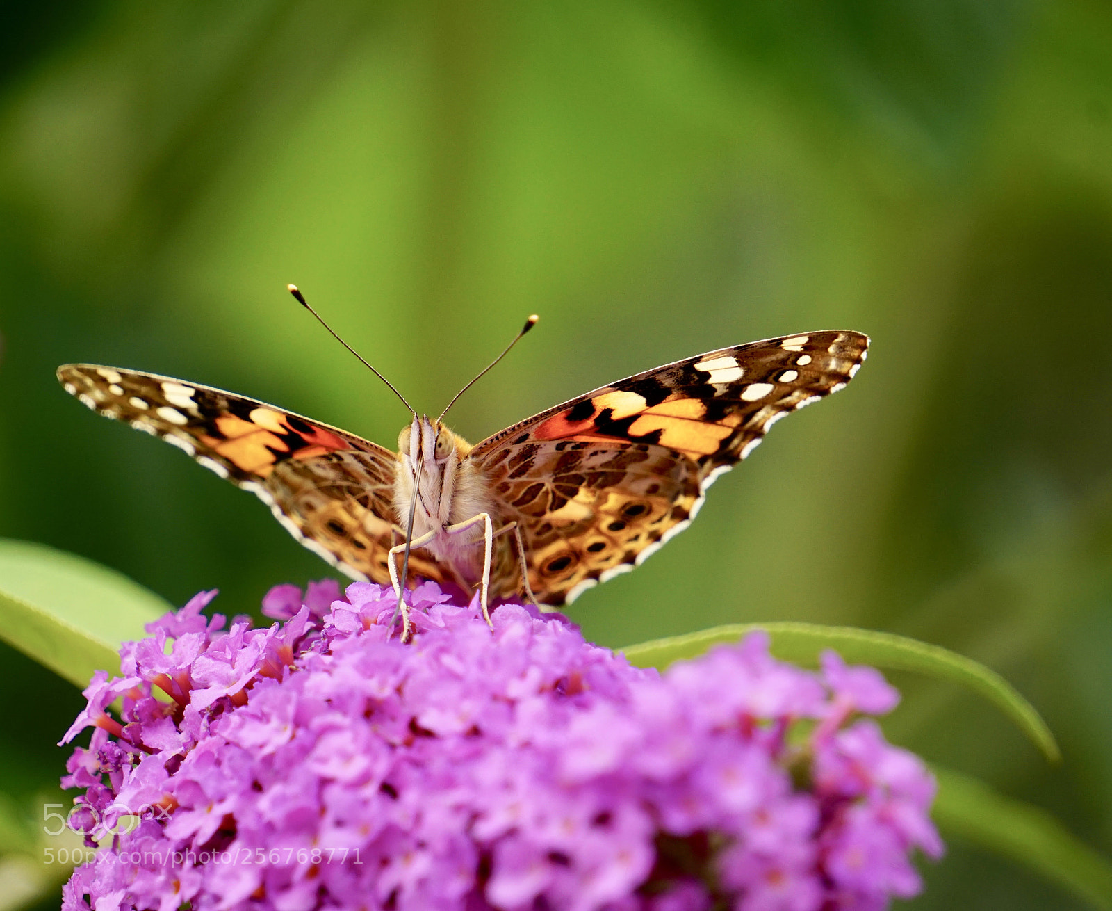Sony a6000 sample photo. —vanessa cardui  in detail — photography
