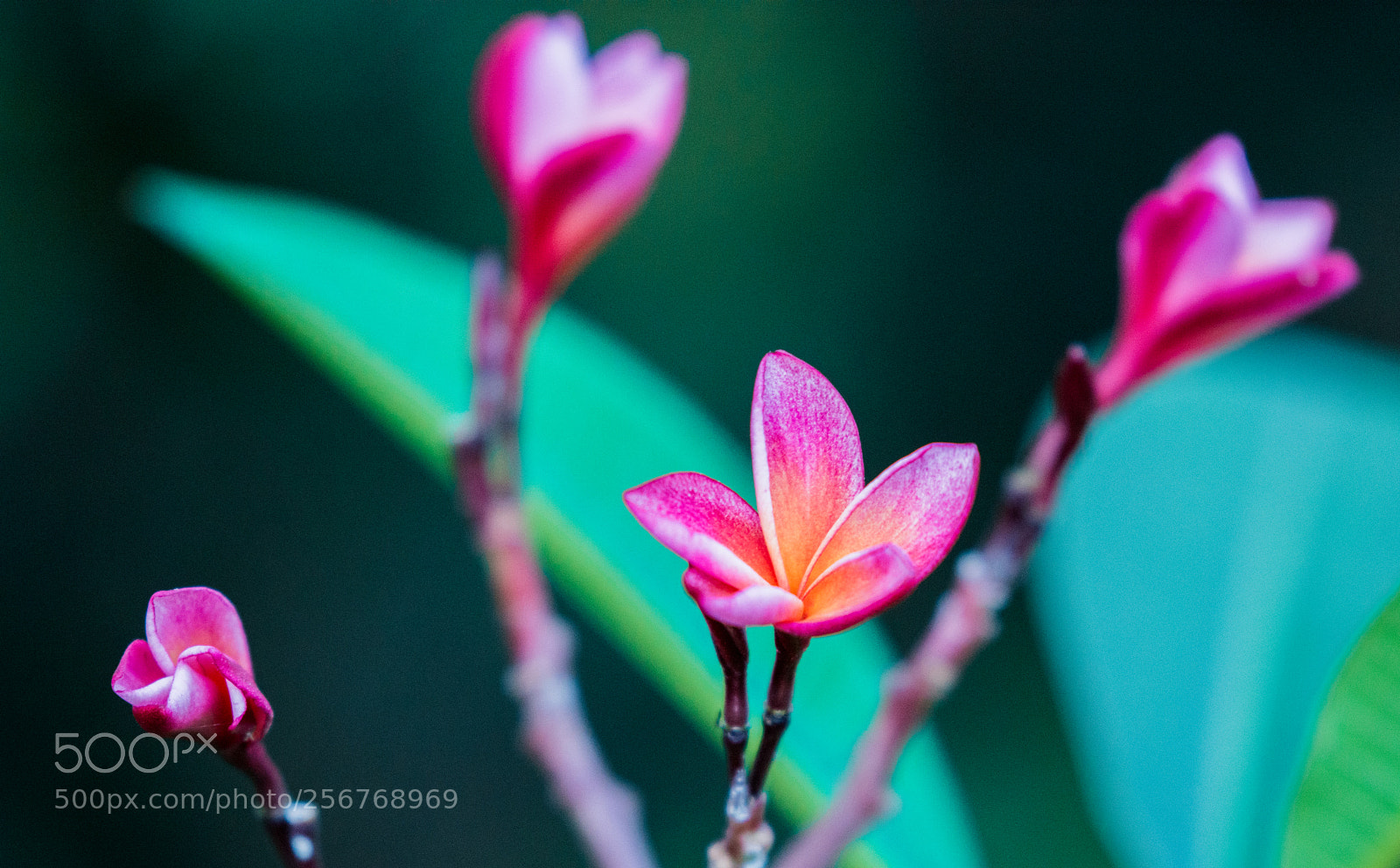 Nikon D7200 sample photo. Frangipani photography
