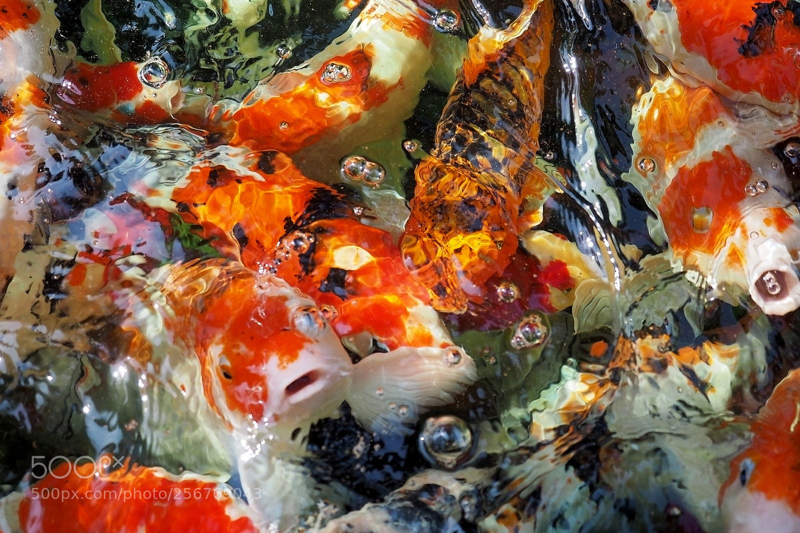 Olympus OM-D E-M1 sample photo. The koi carps want photography