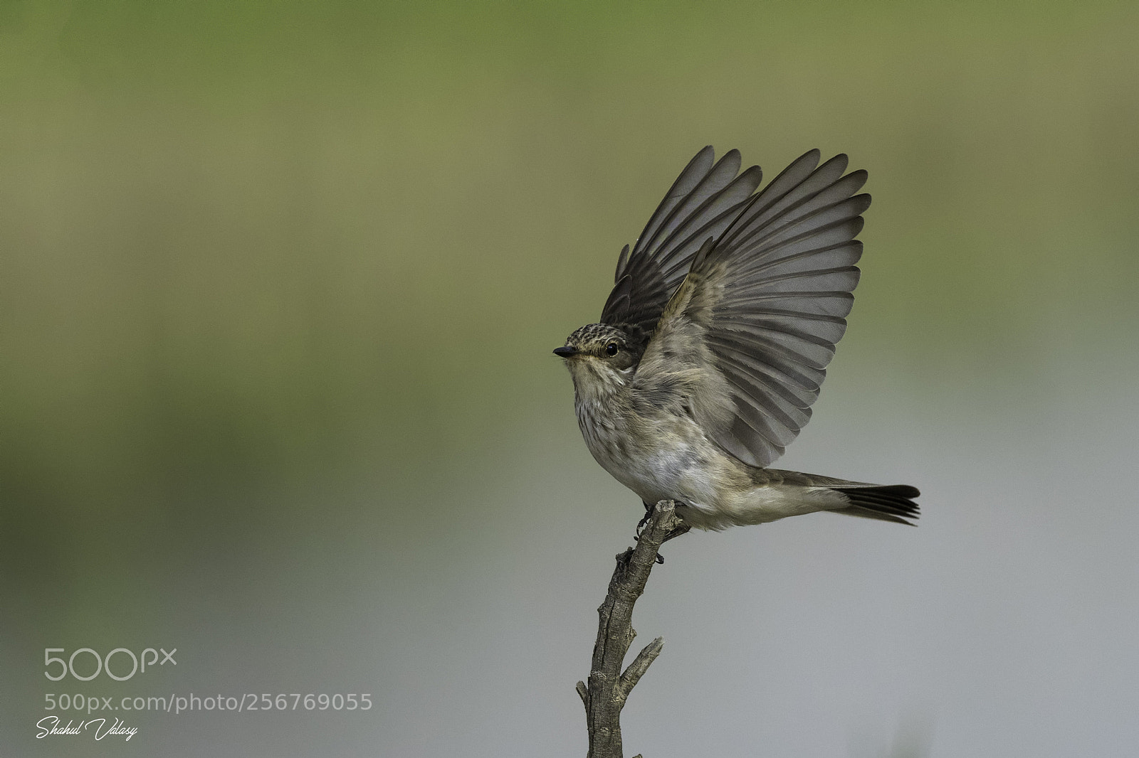 Nikon D500 sample photo. Spotted flycatcher photography