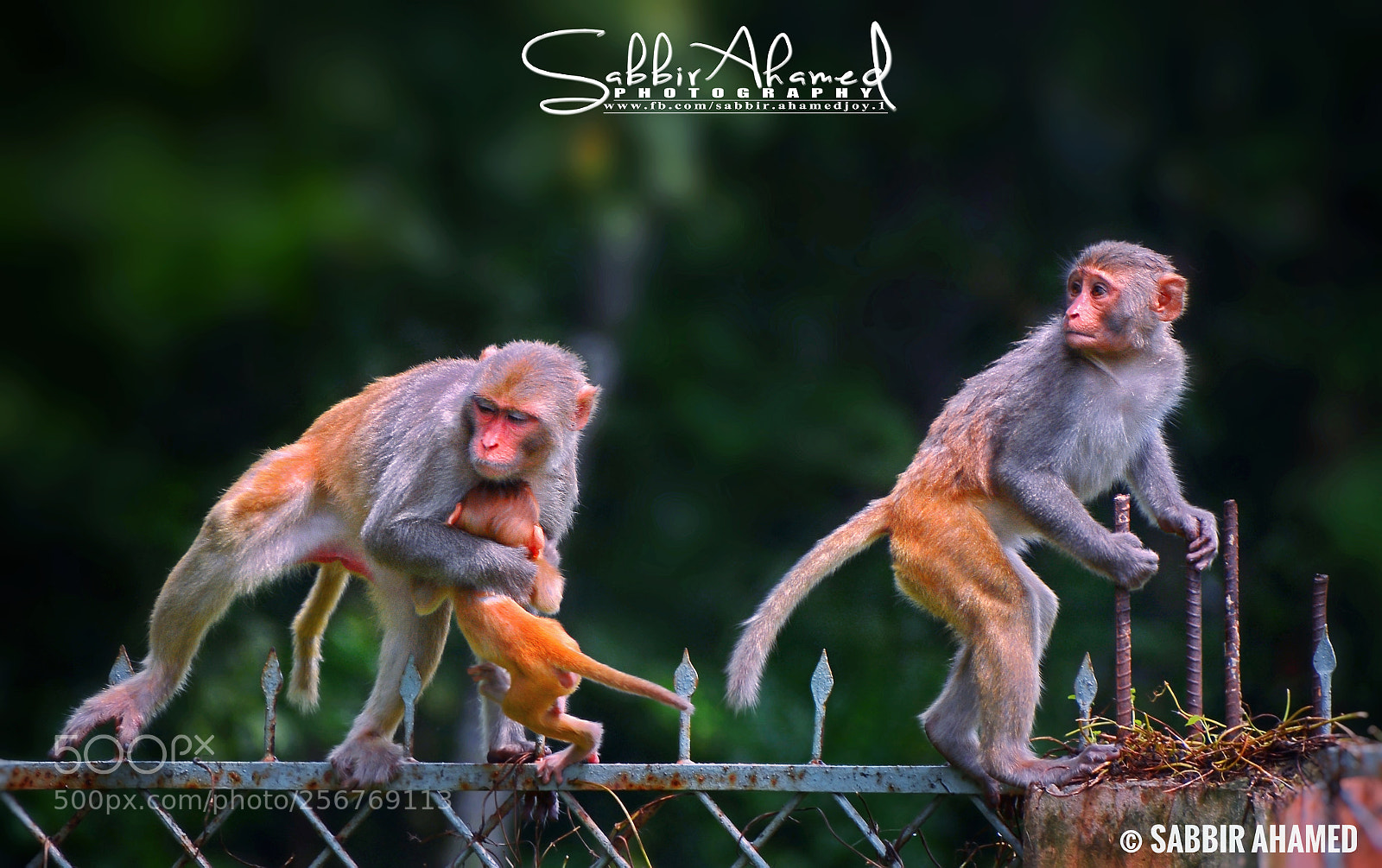 Nikon D7100 sample photo. Untitled photography
