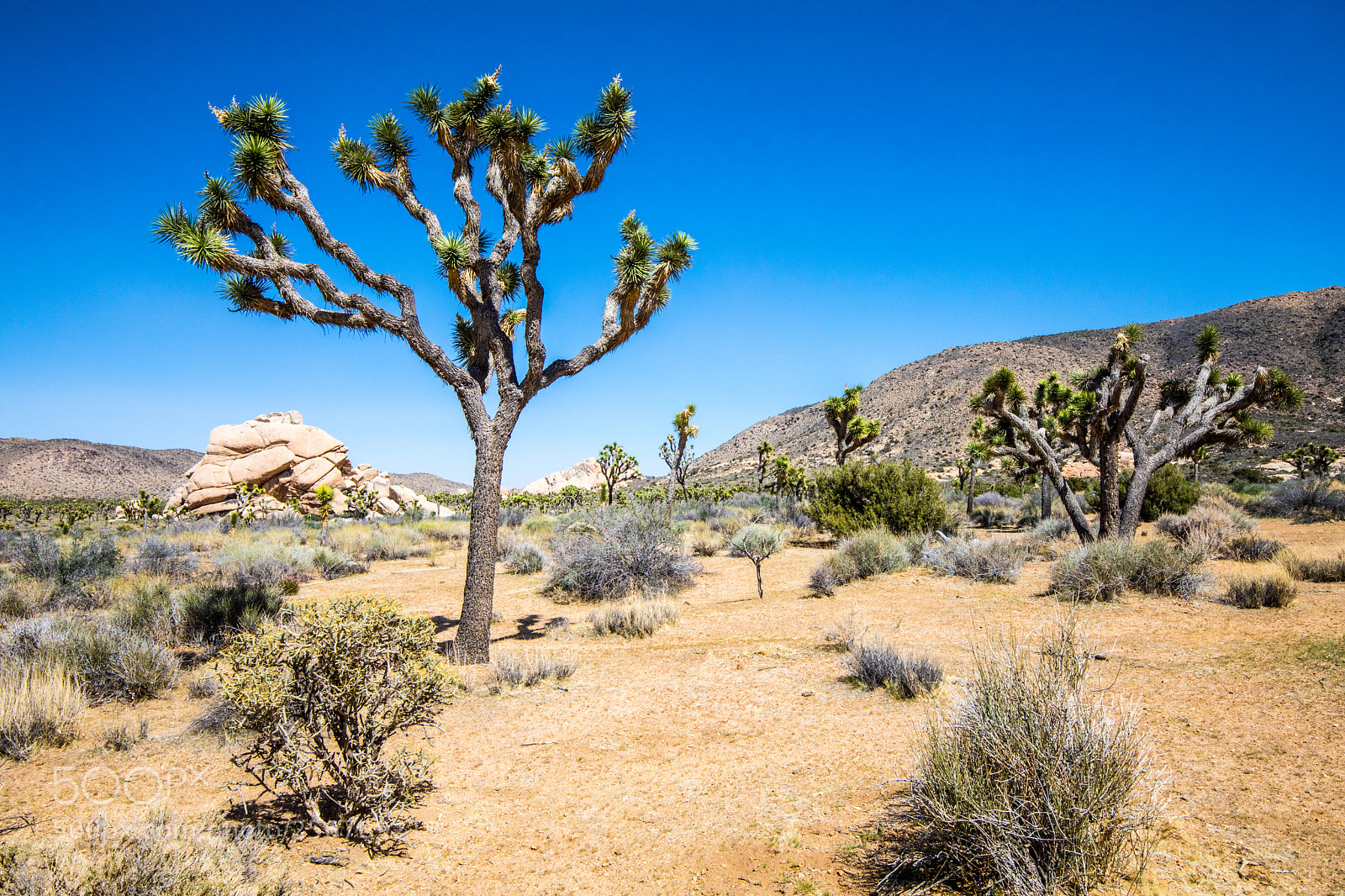 Canon EOS 5D Mark IV sample photo. Joshua tree national park photography