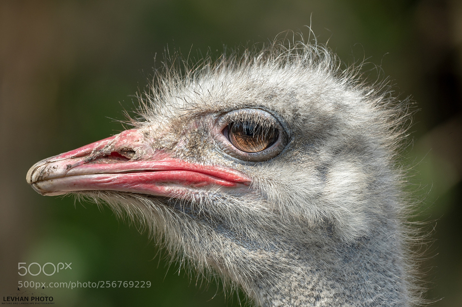 Nikon D500 sample photo. Struthio camelus photography