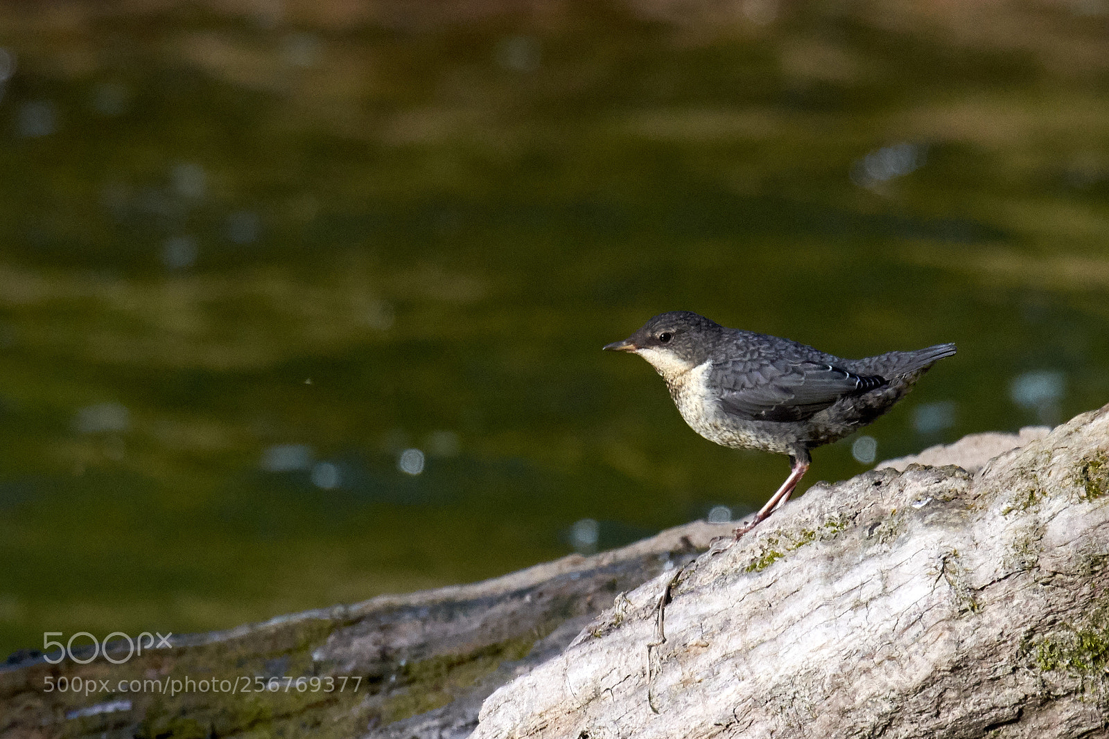 Nikon D7200 sample photo. Juv. common dipper photography