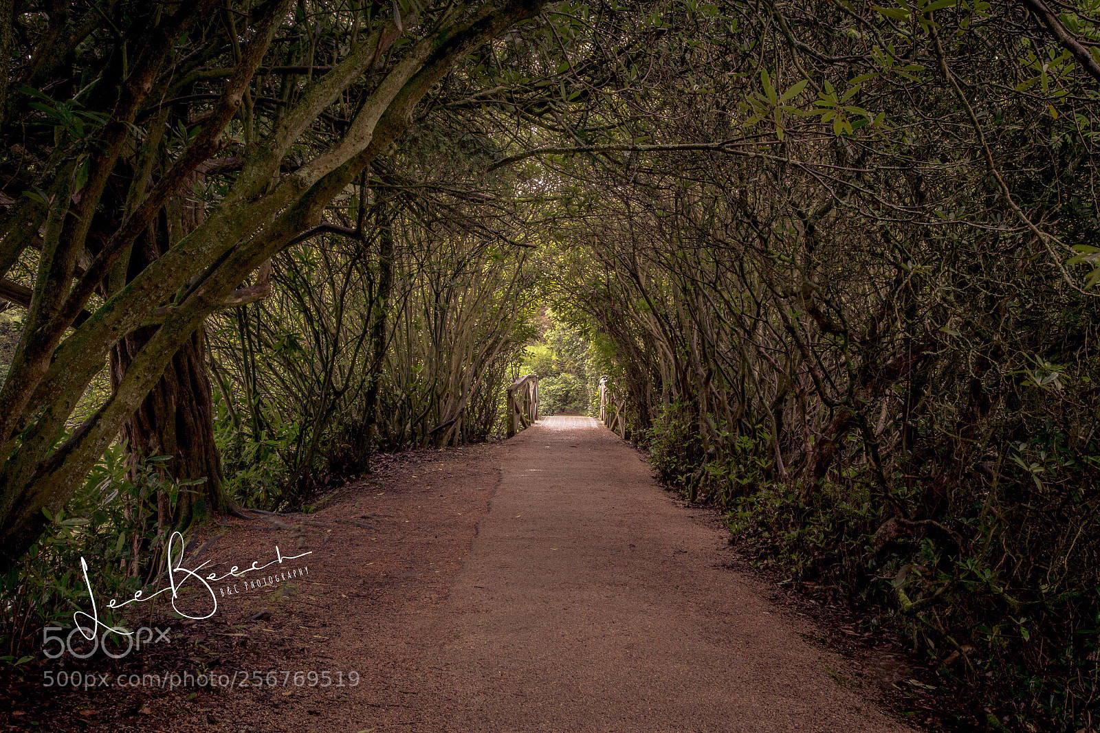 Canon EOS 6D sample photo. Tunnel in the trees  photography