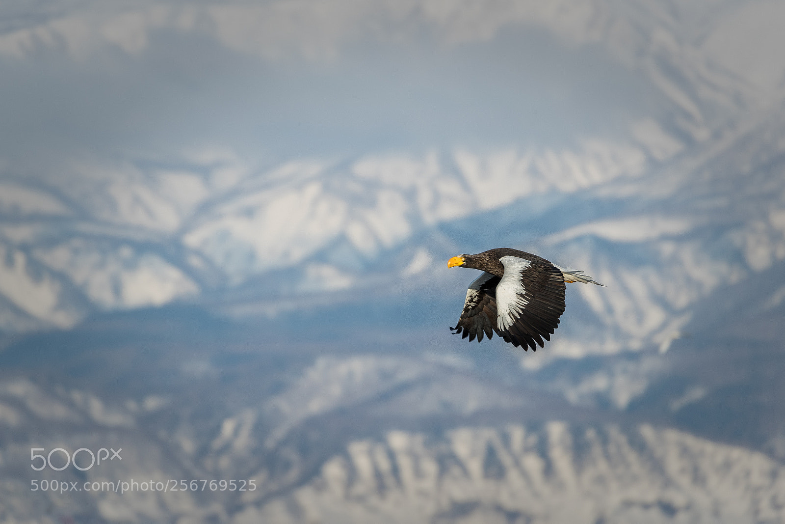 Canon EOS-1D X Mark II sample photo. Eagle flying against the photography