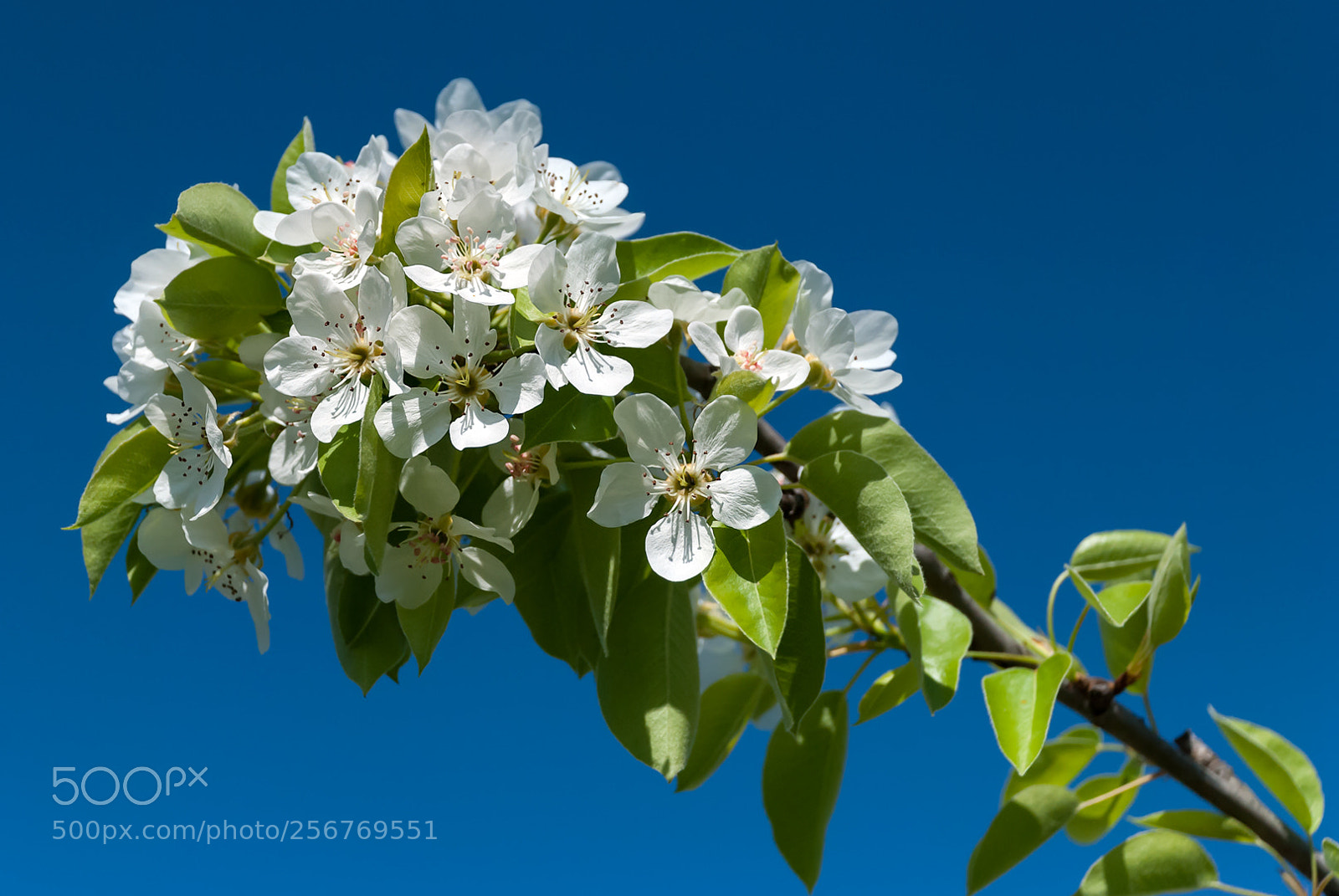 Nikon D80 sample photo. Blossom photography