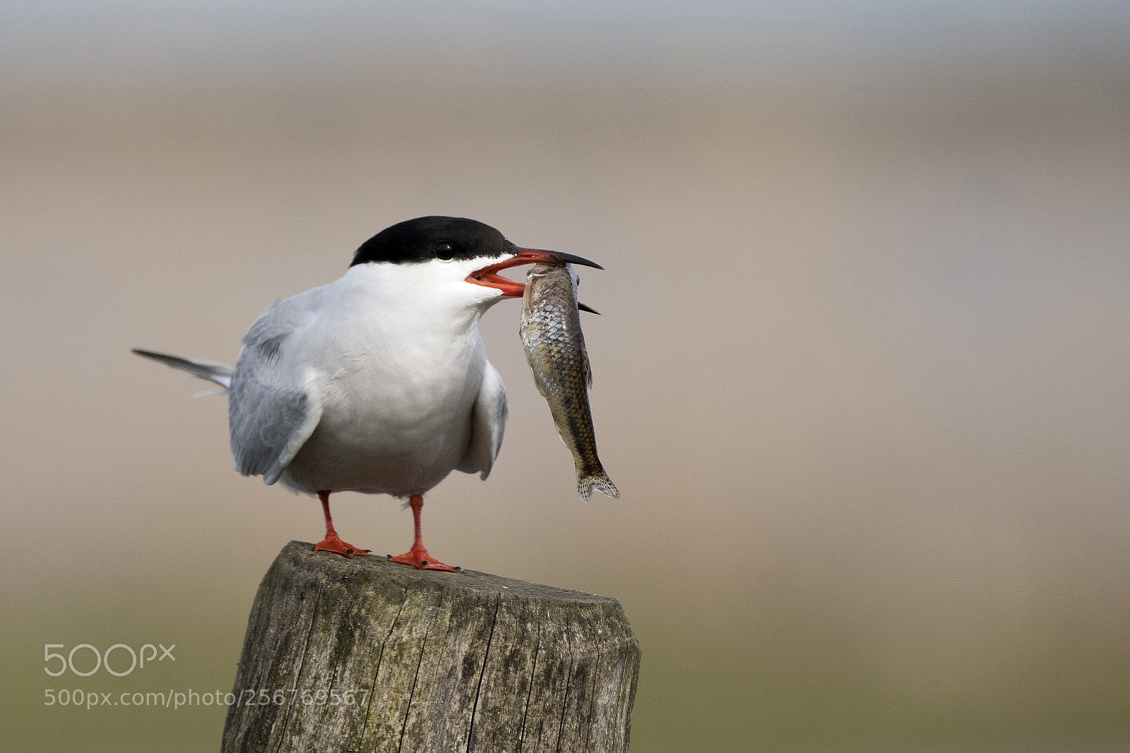 Nikon D500 sample photo. Common tern photography