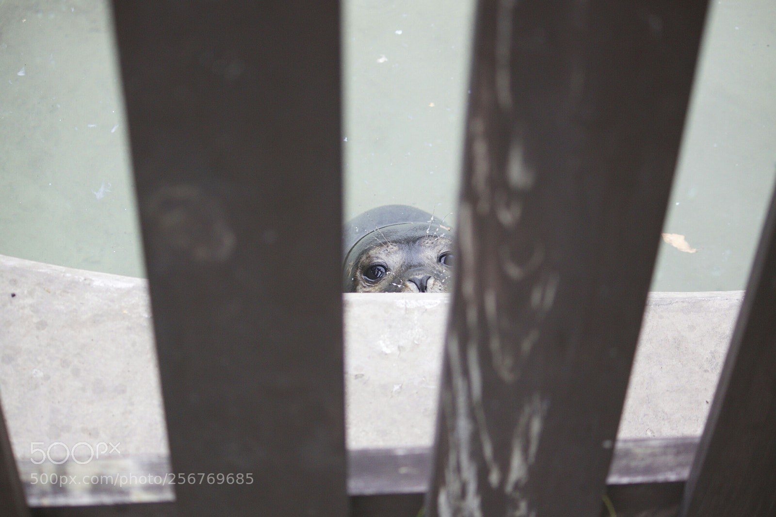 Canon EOS 50D sample photo. Harbour seal photography