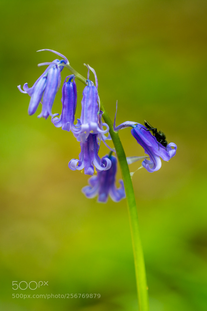 Canon EOS 6D sample photo. Fly on the bluebell photography