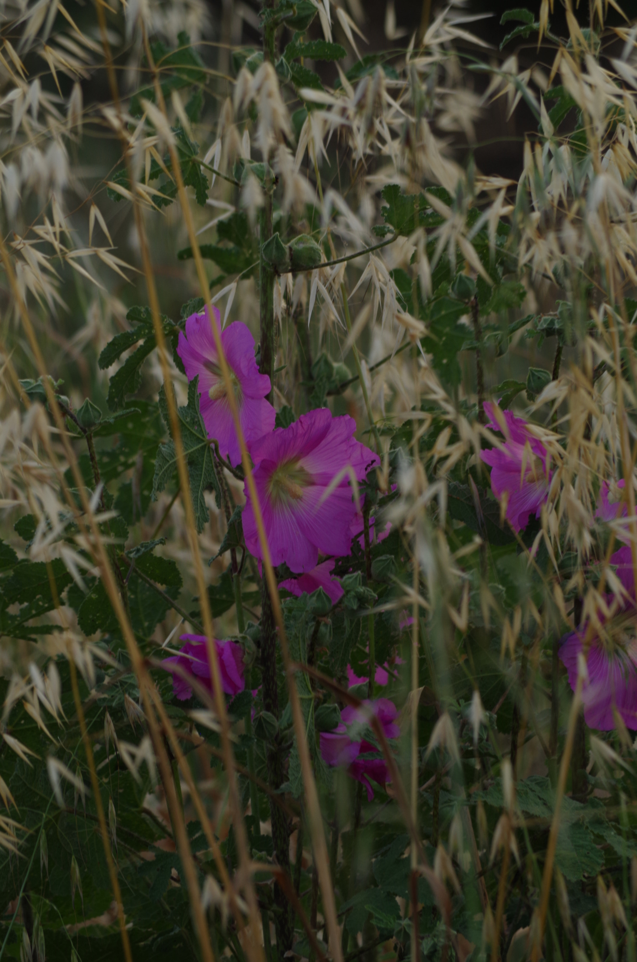 Pentax K-50 sample photo. Shy flowers photography